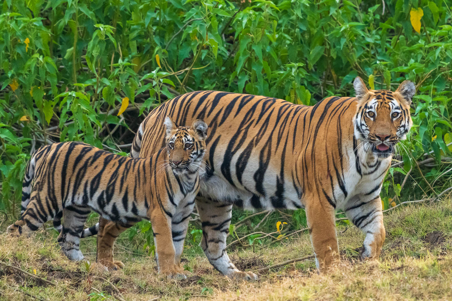 Tierfotografie-Indien-Fotosafari-4