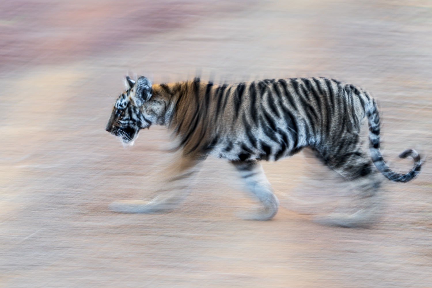 Tierfotografie-Indien-Fotosafari-5