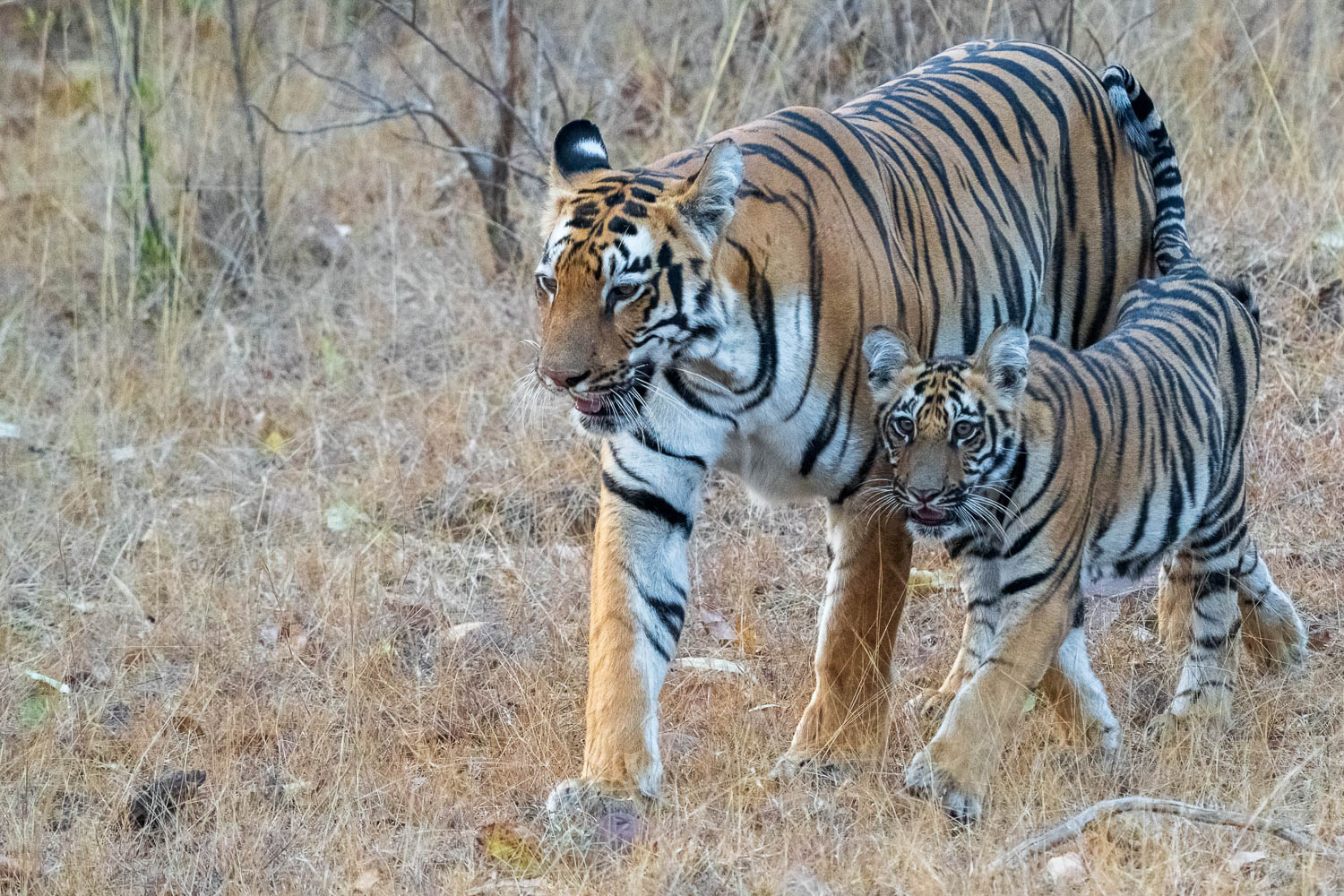 Tierfotografie-Indien-Fotosafari-8