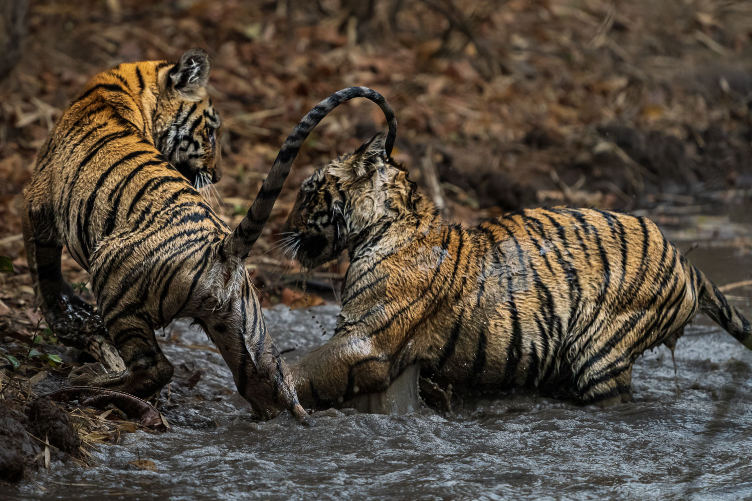 Tiger-Fotoreise-Indien-7