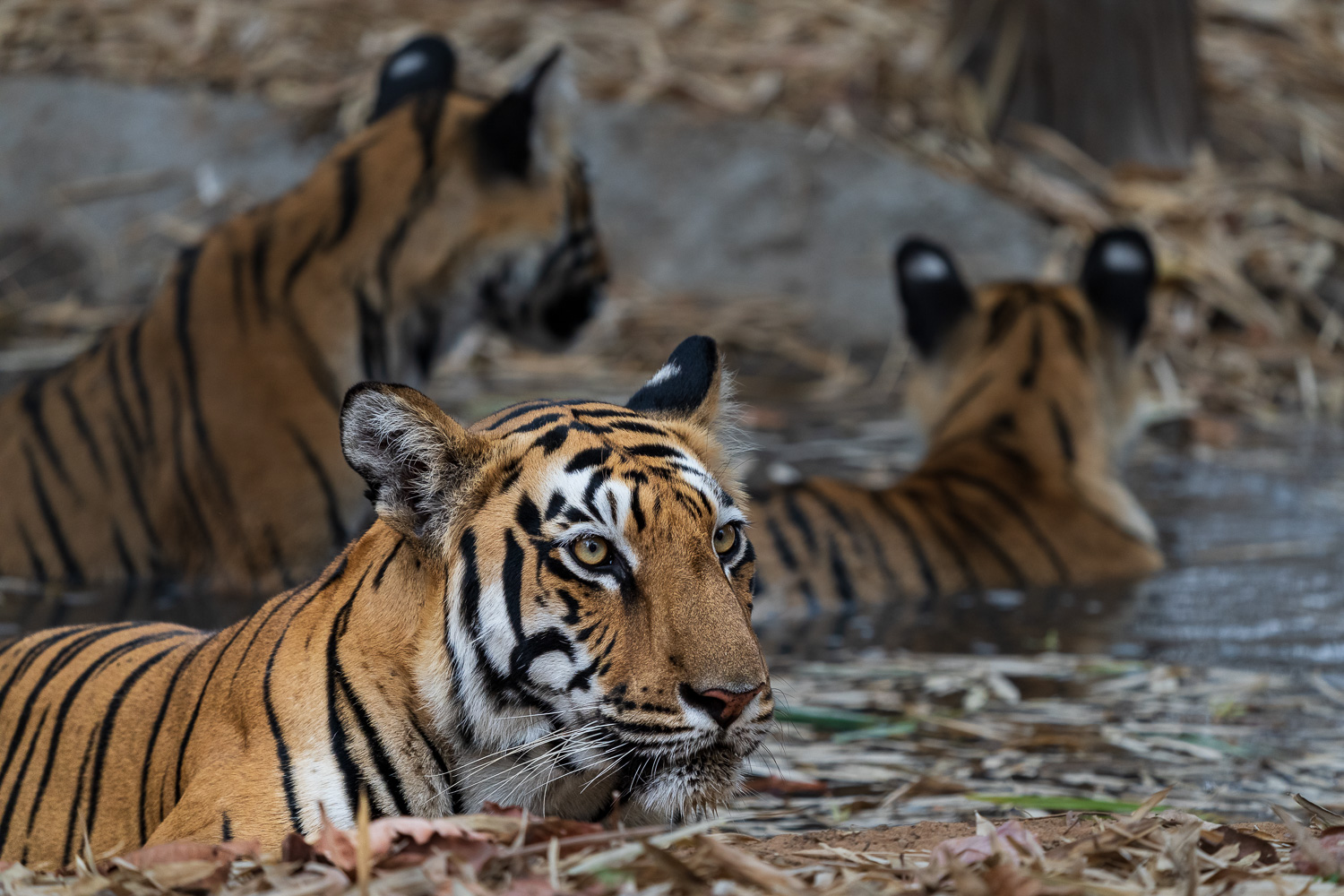 Ich habe in den vergangenen dreieinhalb Tagen 15 Tiger im Tadoba Nationalpark gesehen und hier ist nur eine kleine Auswahl an Bildern.