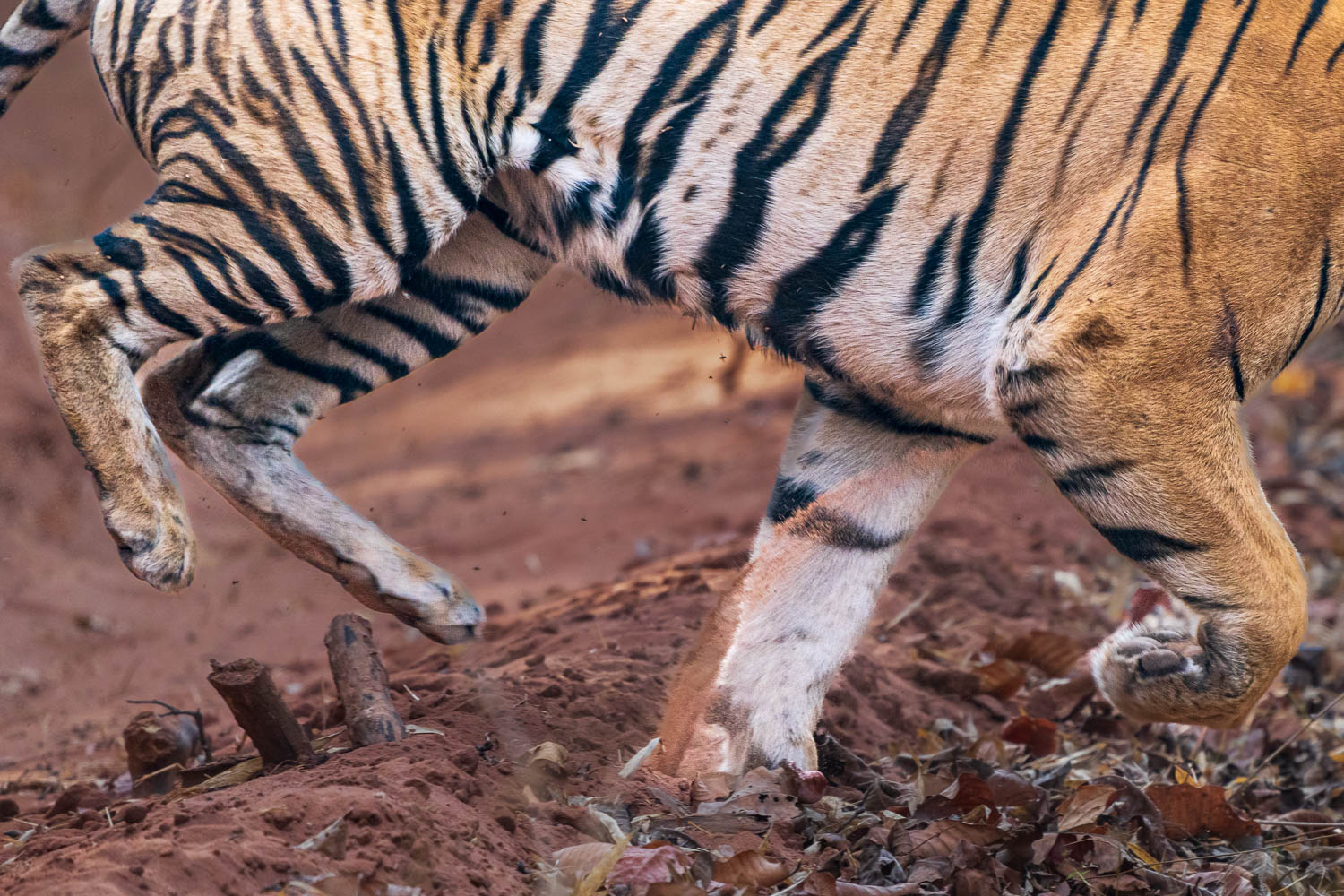 Tiger-Fotosafari-Indien-1
