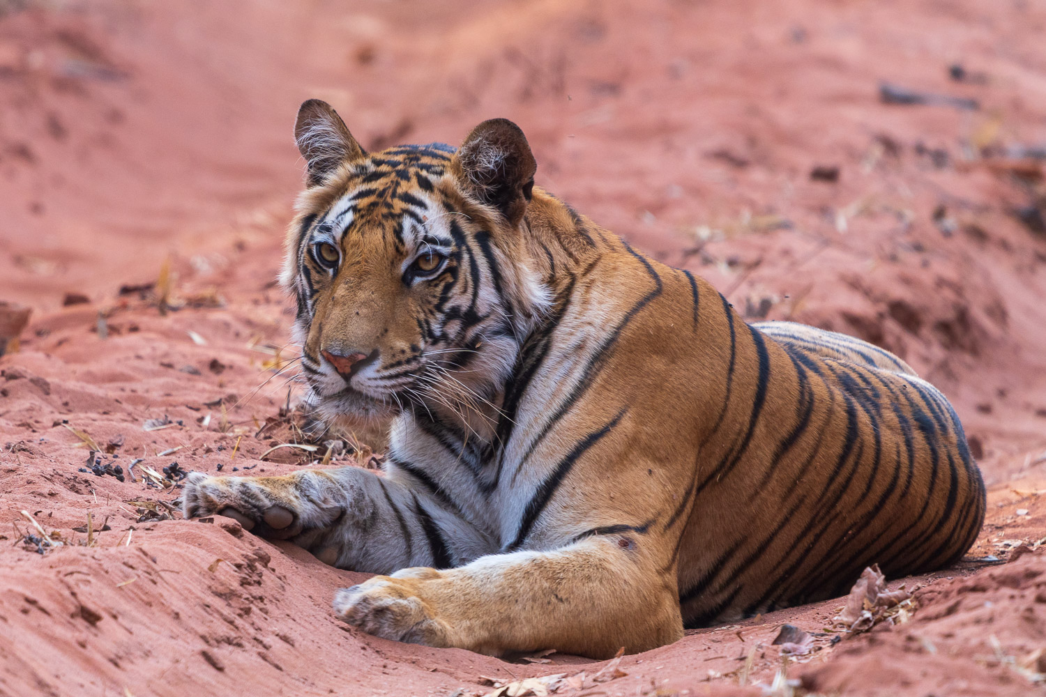 Tiger-Fotosafari-Indien-2