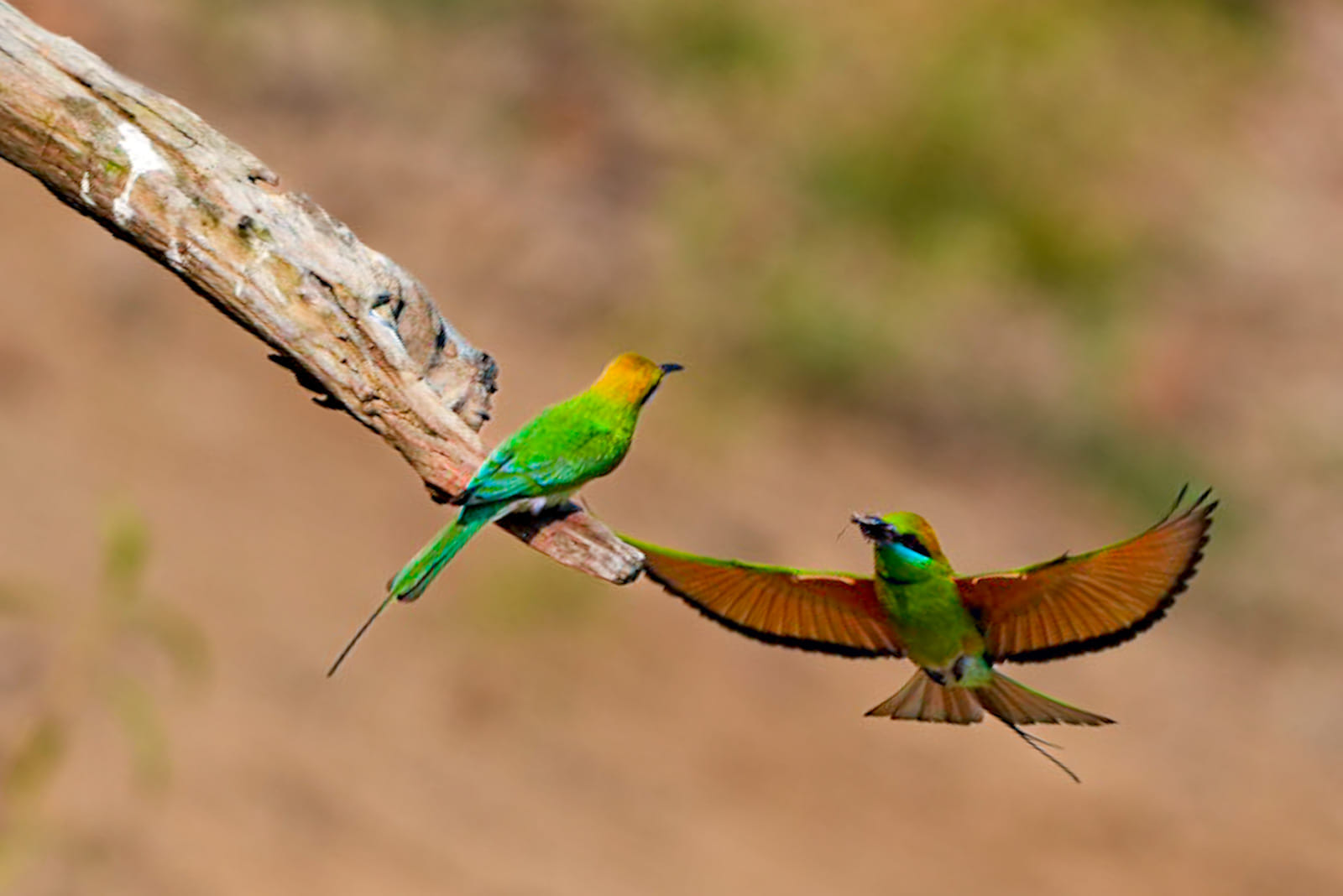 Vogelfotografie-Indien-Fotosafari-1