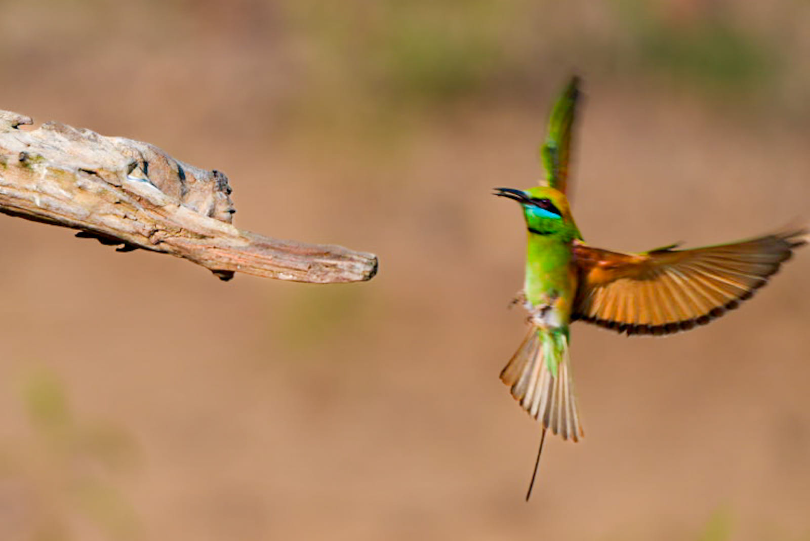 Vogelfotografie-Indien-Fotosafari-2