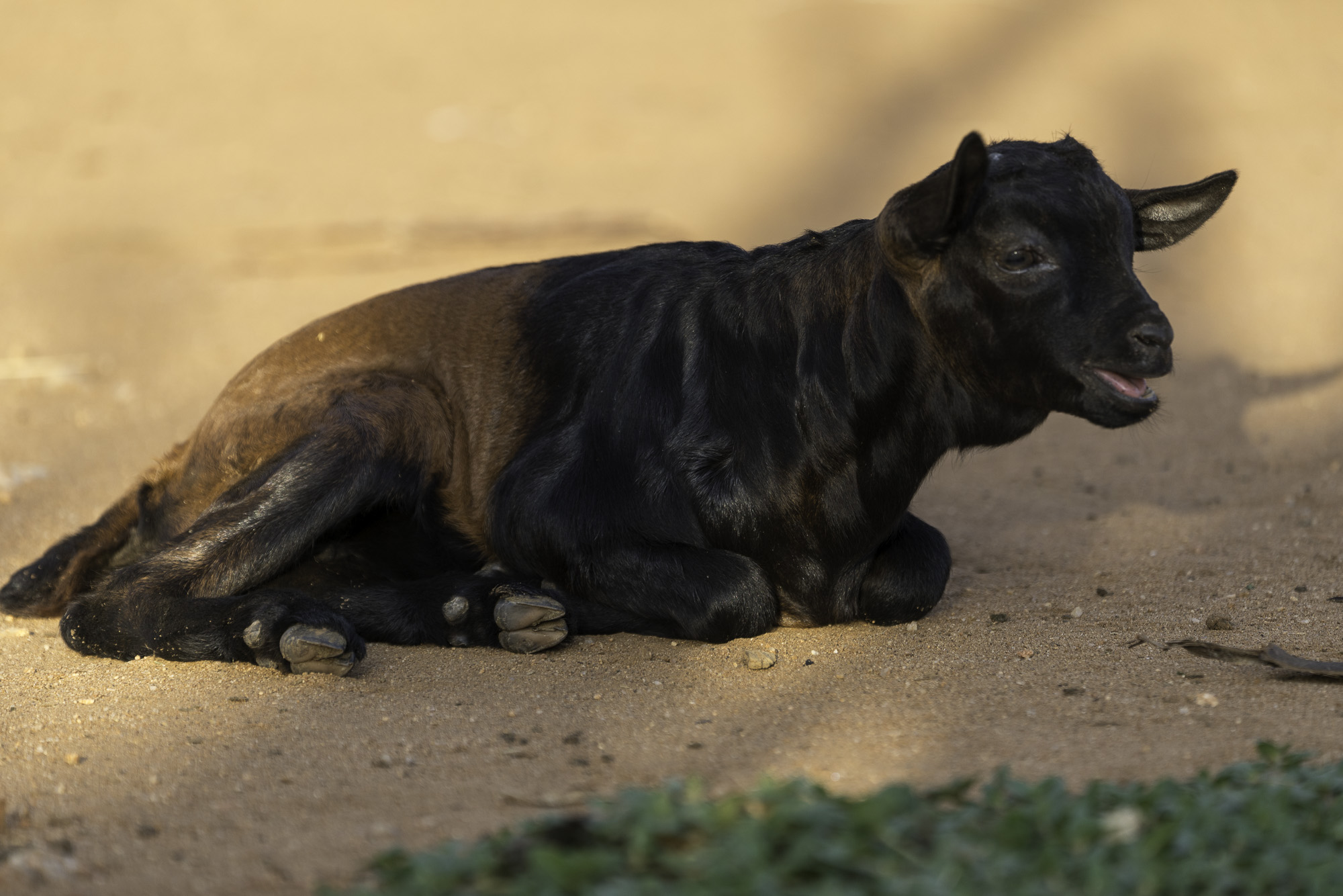 Aethiopien_Fotoreise_Äthiopien_691
