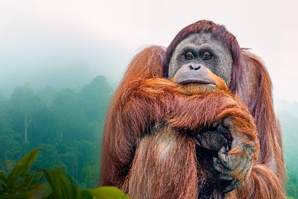 Orang Utan
