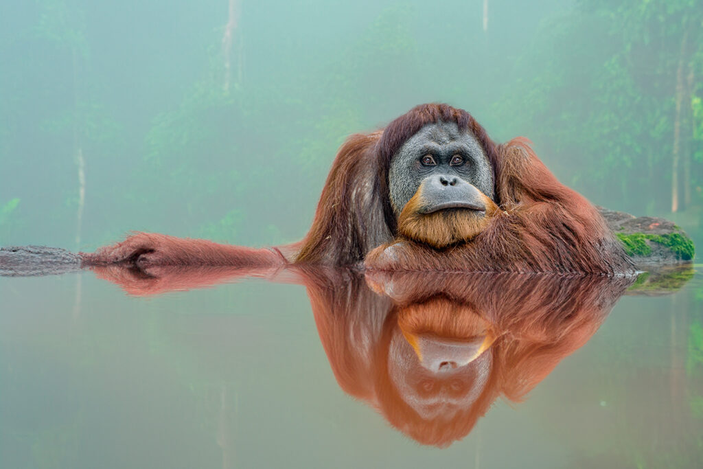 Borneo_Fotosafari_Malaysia_Fotoreise_003