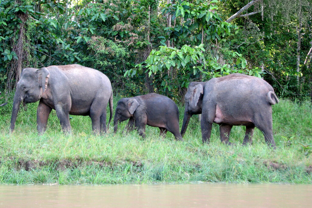 Borneo_Fotosafari_Malaysia_Fotoreise_027