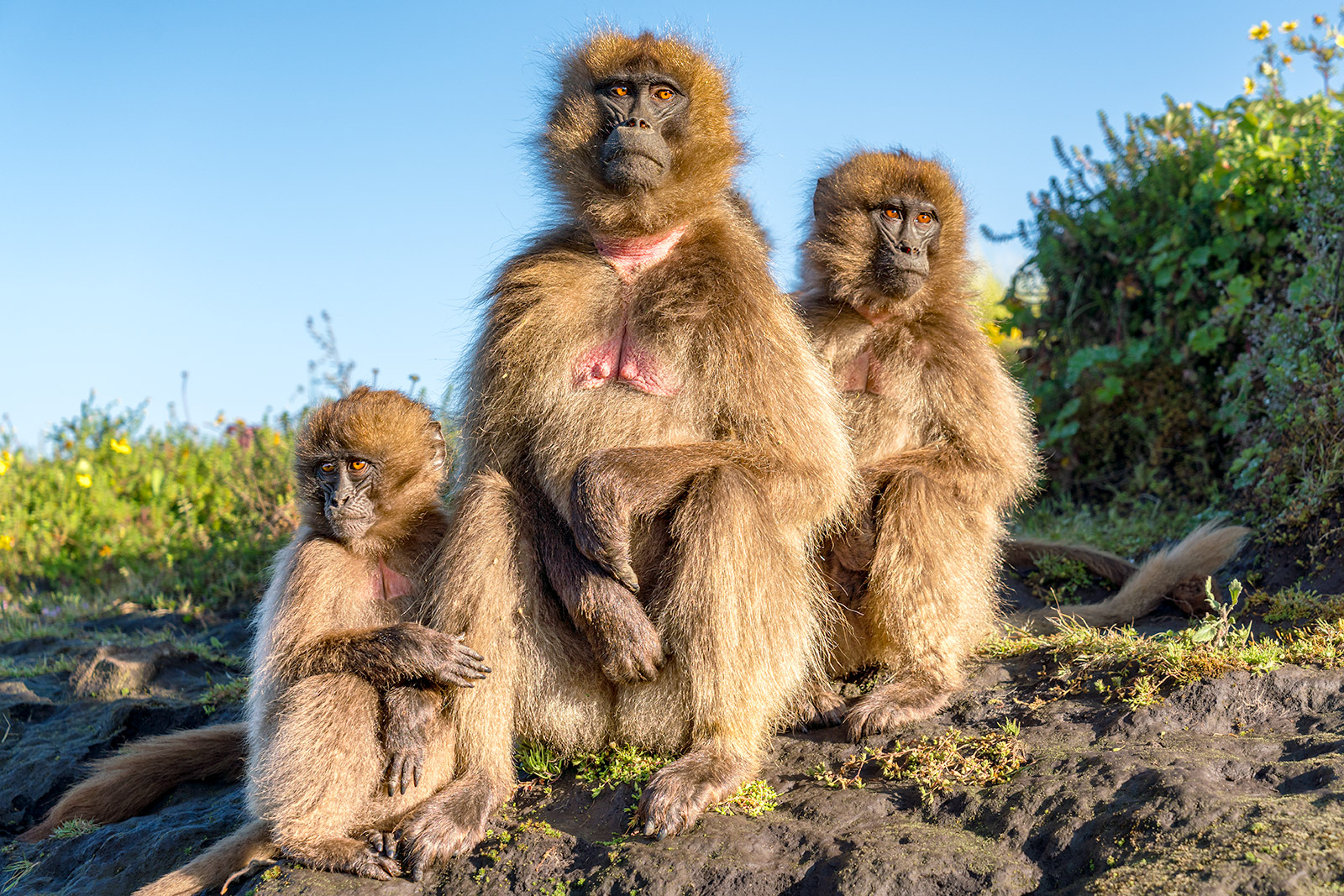 Dschelada_7R39217-Aethiopien-Fotoreise