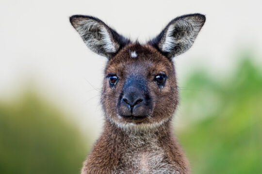 Fotoreise Fotoworkshop KangarooIsland