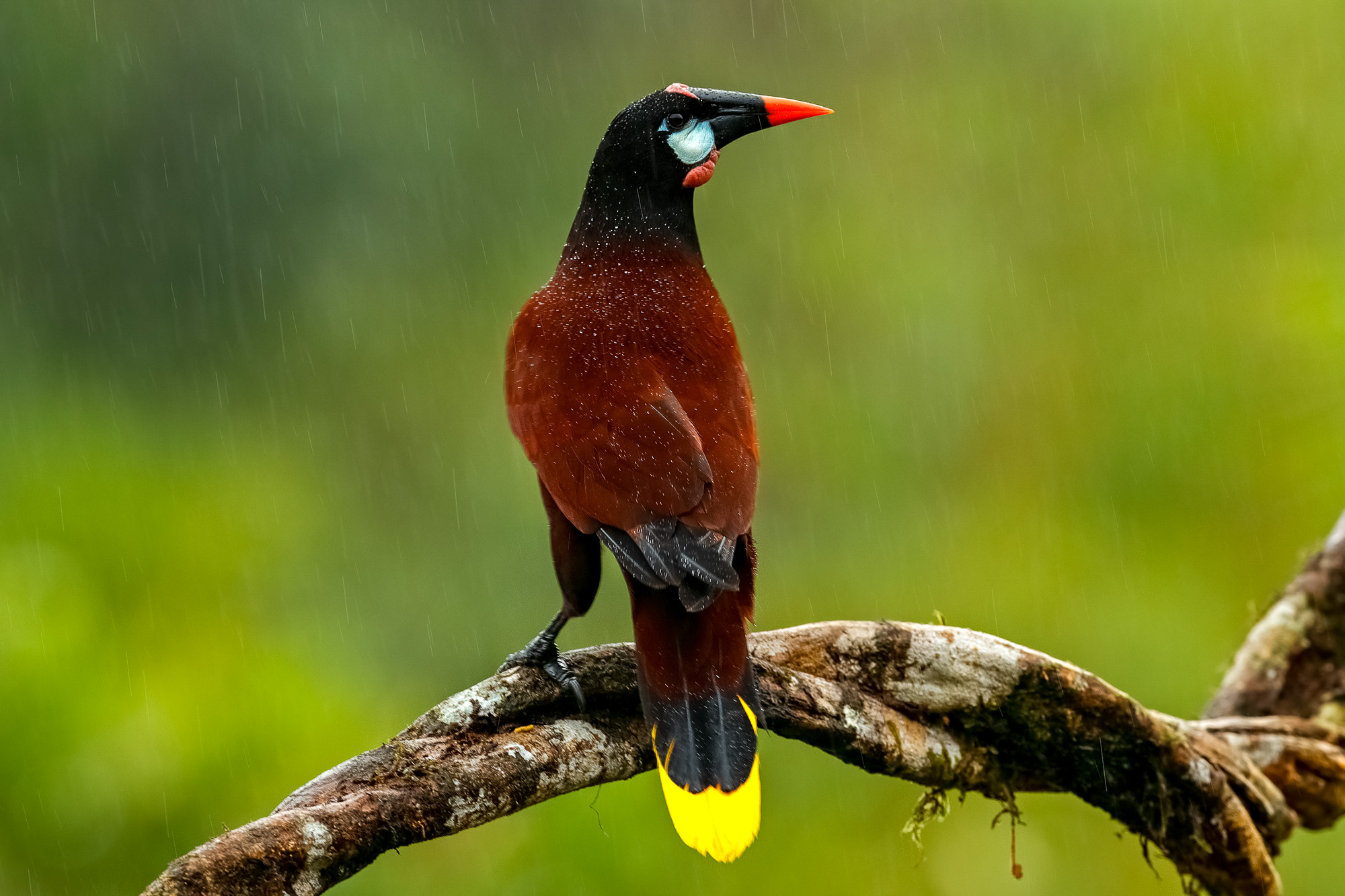 Montezuma Oropendola, Psarocolius montezuma, portrait of exotic bird from Costa Rica, clear green background. Wildlife scene from tropical nature, birdwatching.