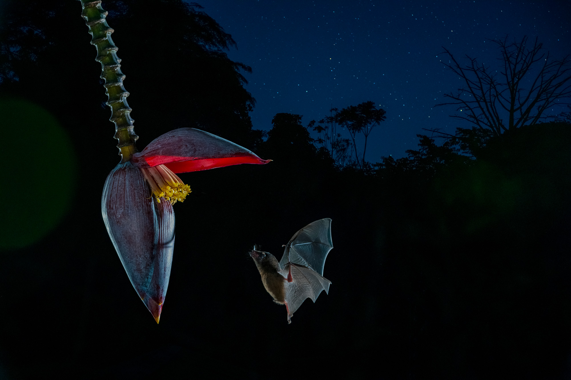 Common Long-tongued Bat (Glossophaga soricina) adult feeding at night from flower nectar, Costa Rica - stock photo