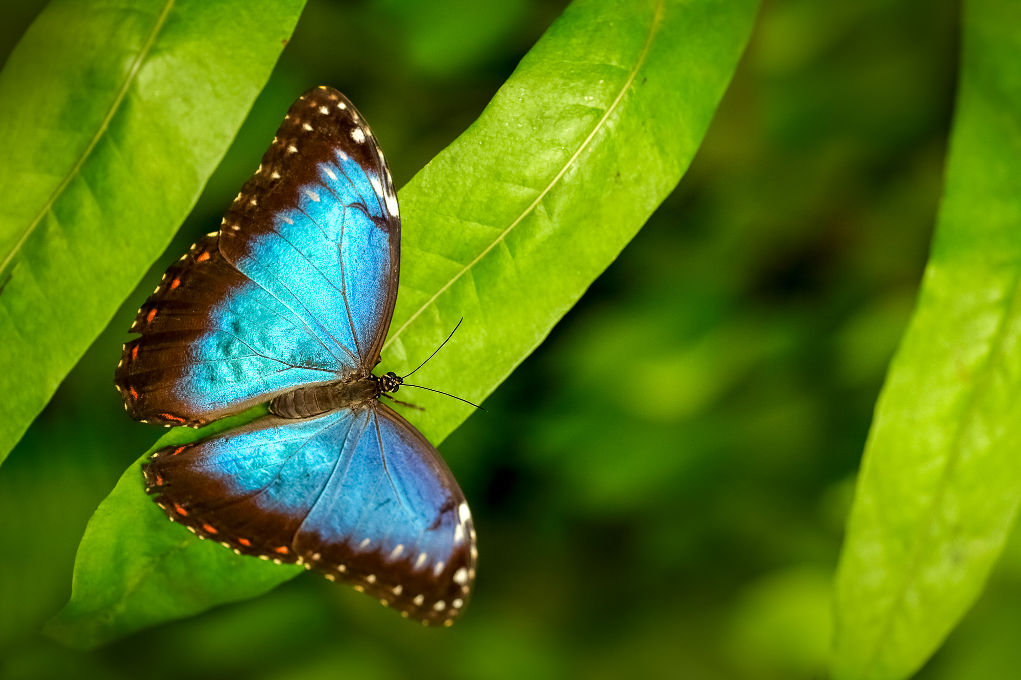 Tropic nature forest. Blue Morpho, Morpho peleides, big butterfly sitting on green leaves, insect in the nature habitat, Mexico. Butterfly in the green habitat.