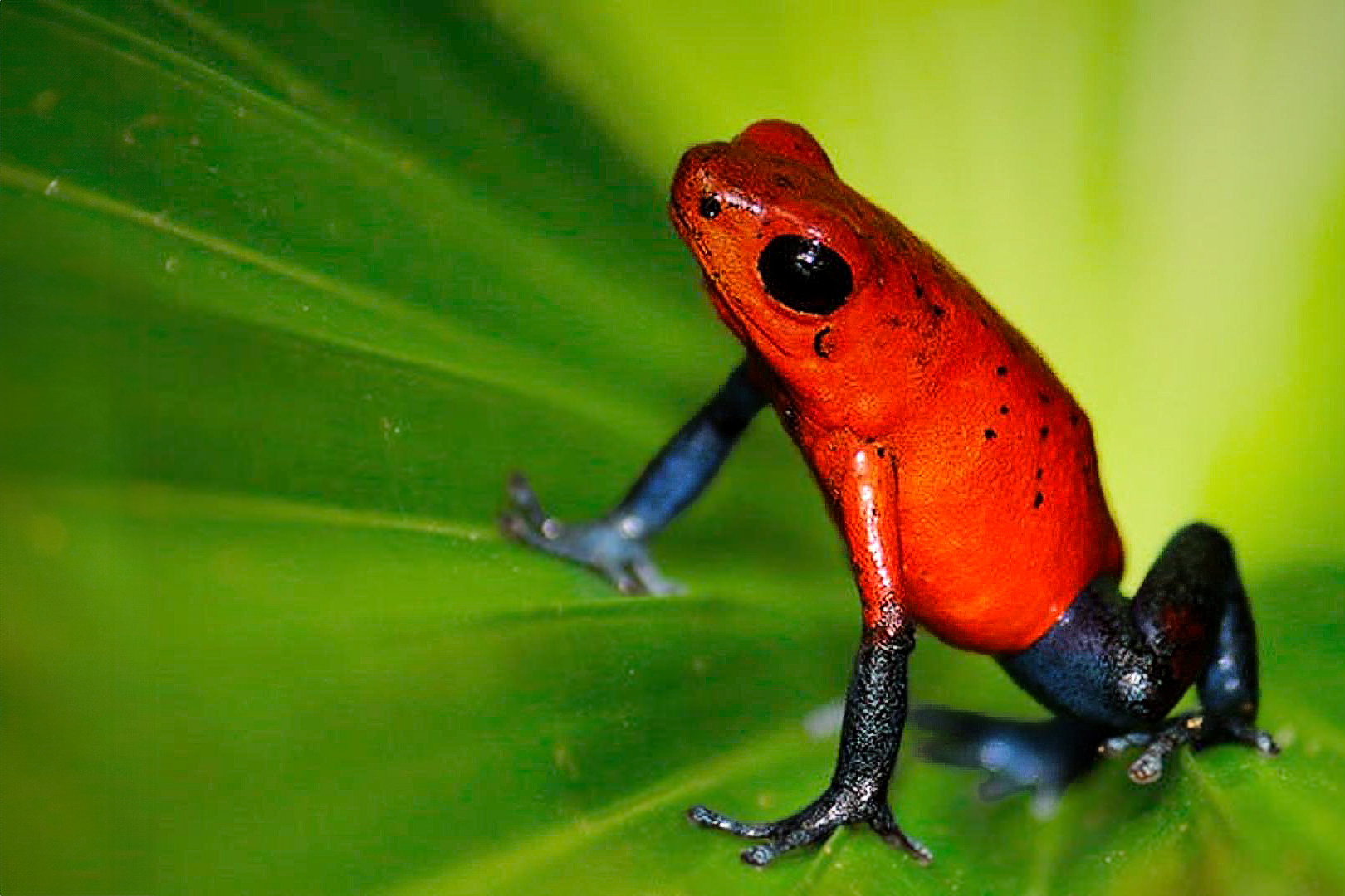 Fotoreise_Fotoworkshop_Costa_Rica010_