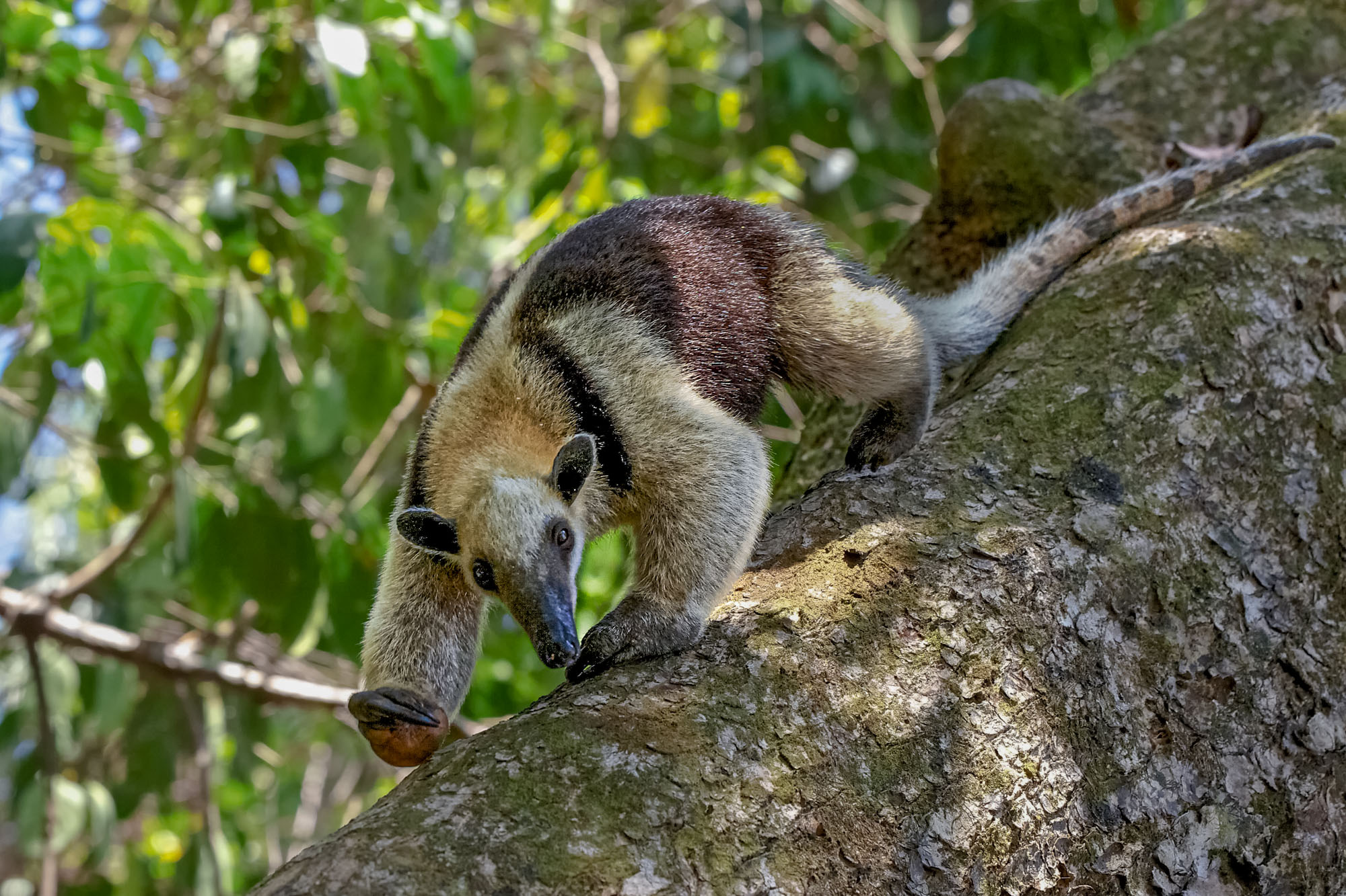 a tamandua walking on a tree at corcova national park in costa rica