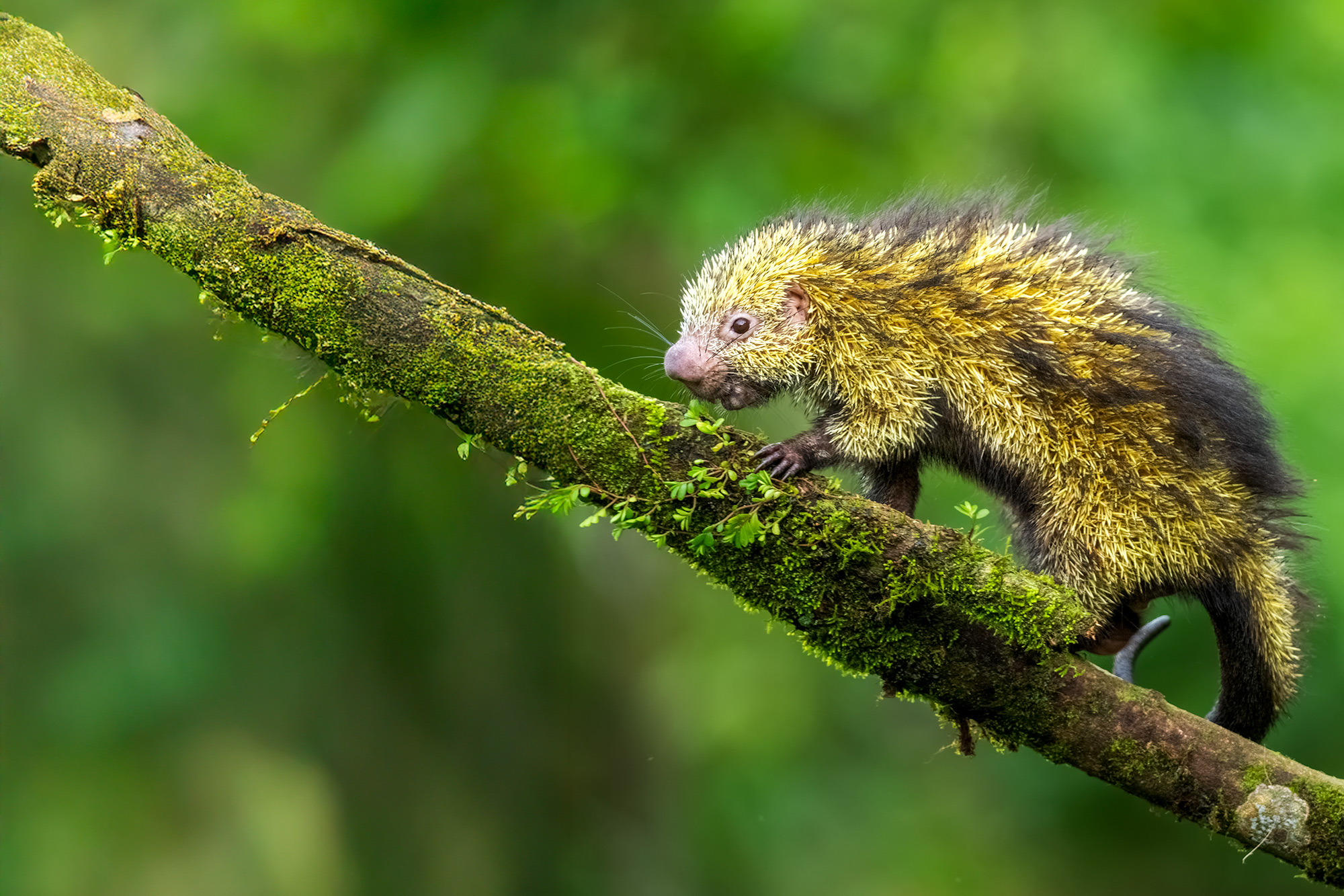 Fotoreise_Fotoworkshop_Costa_Rica016_