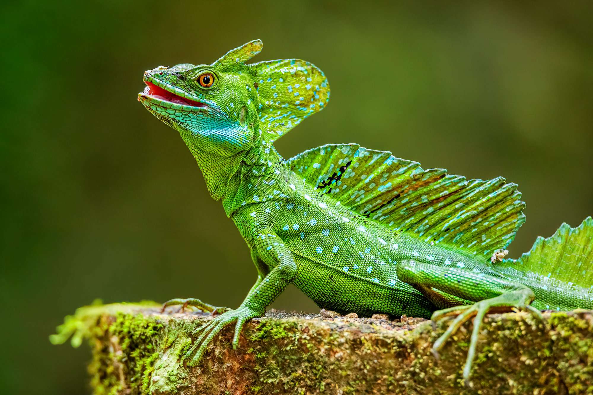 Fotoreise_Fotoworkshop_Costa_Rica019_