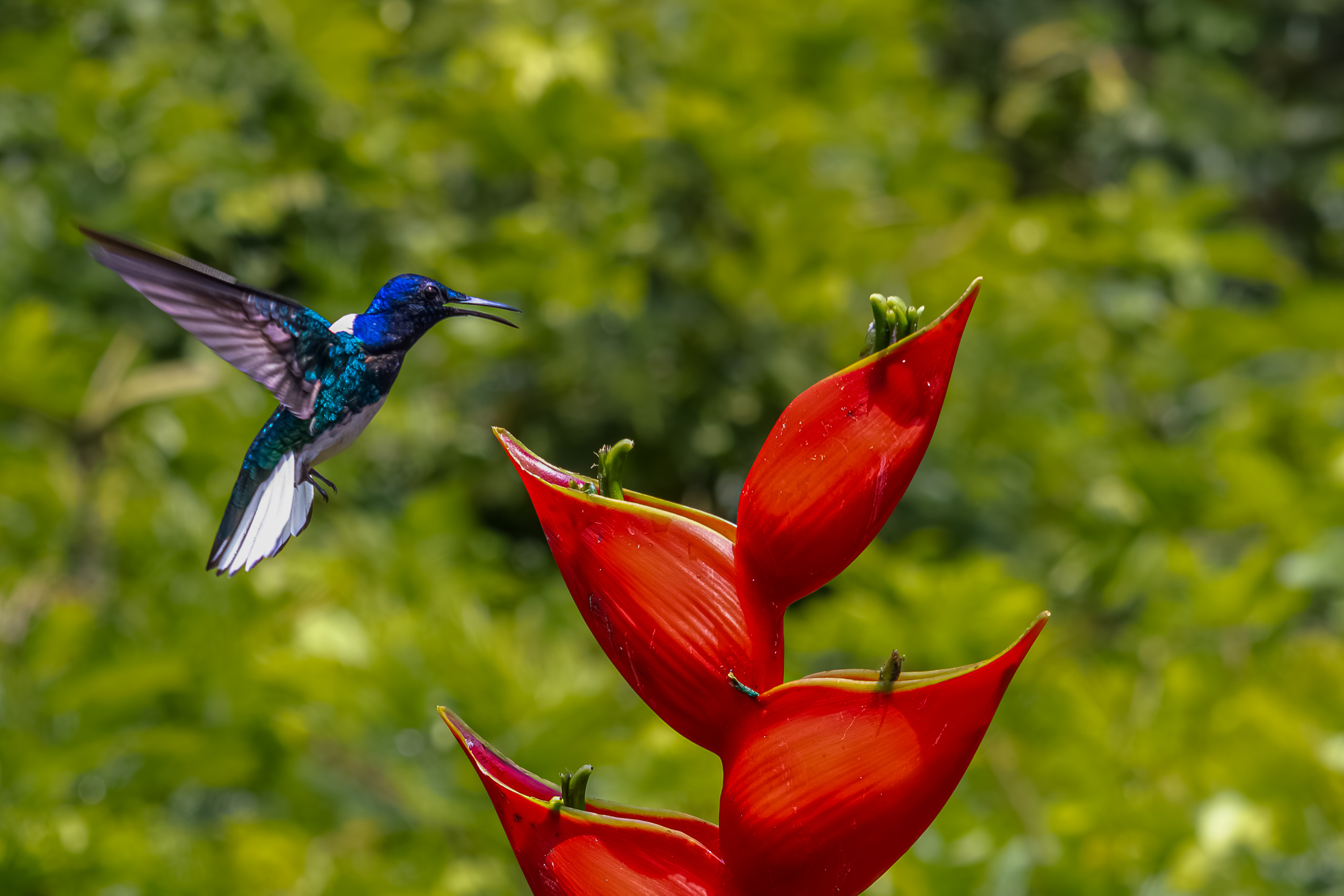 Hummingbird lands on the red flower, Puerto Viejo de Sarapiqui, Heredia Province, Costa Rica