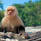 In zwei Wochen ruft der Dschungel – meine Rückkehr nach Costa Rica