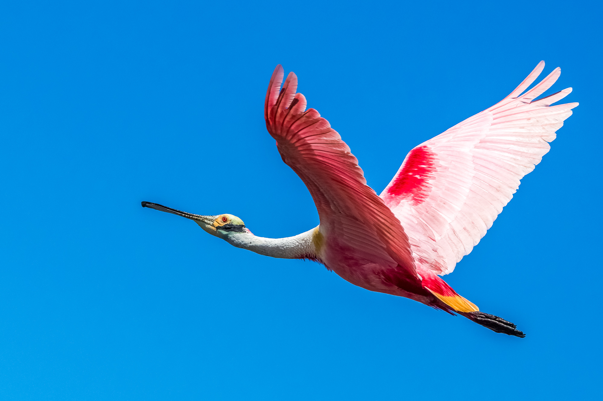 pink spatula flying in the blue sky