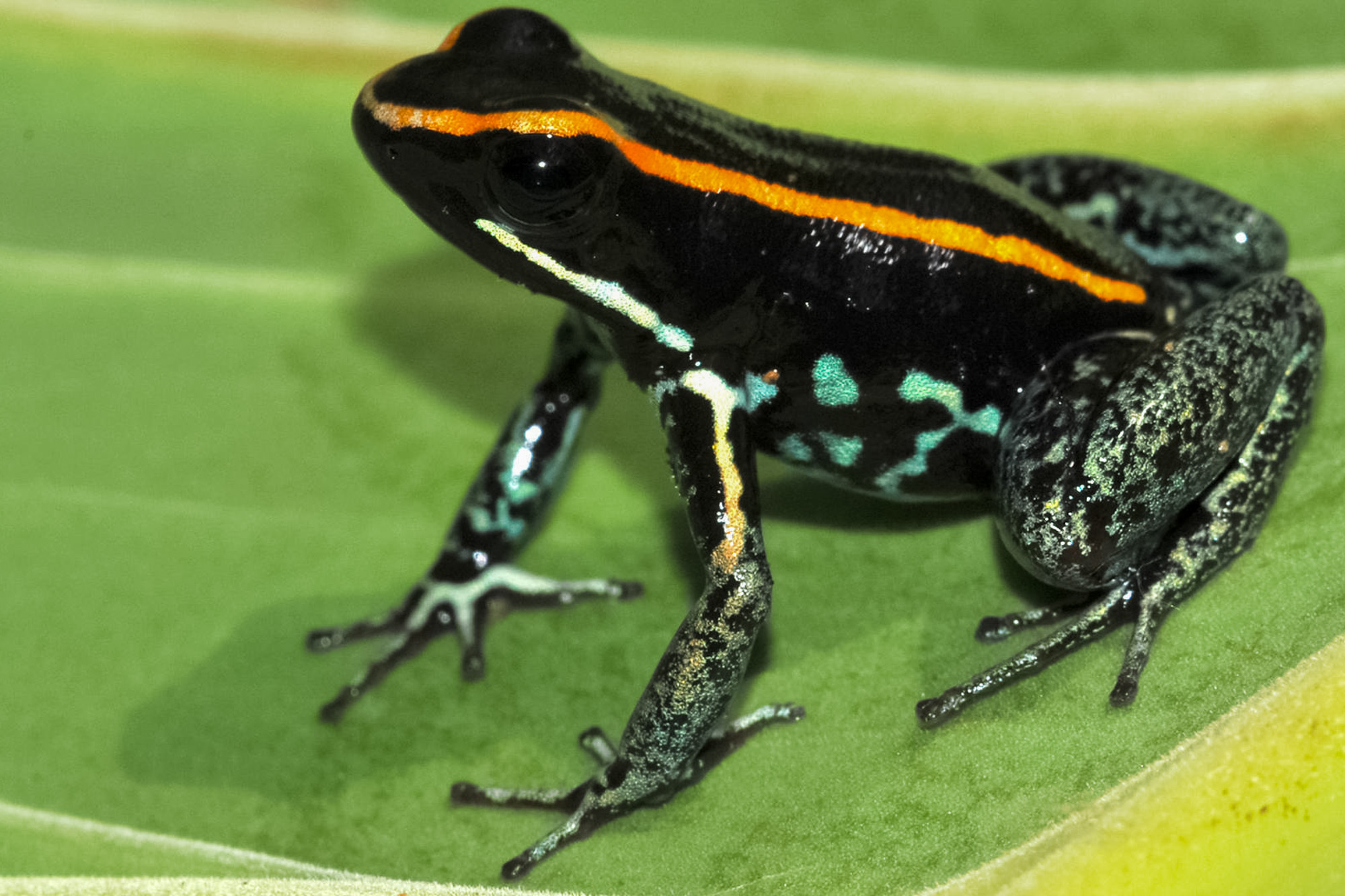 Fotoreise_Fotoworkshop_Costa_Rica047_