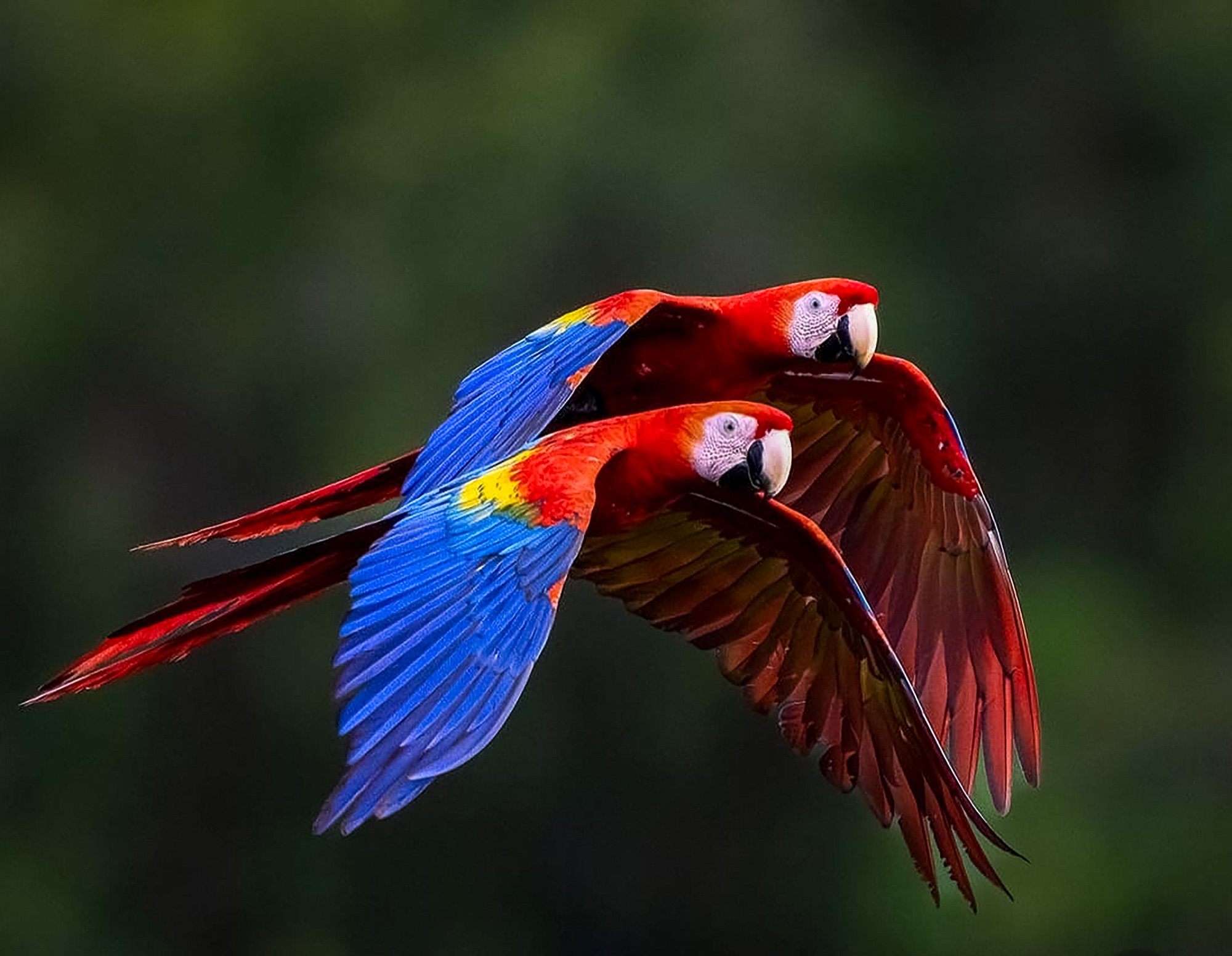 Pair love of big parrots Scarlet Macaw, Ara macao, in forest habitat. Bird love. Two red birds sitting on branch, Costa Rica. Wildlife love scene from tropical forest nature.