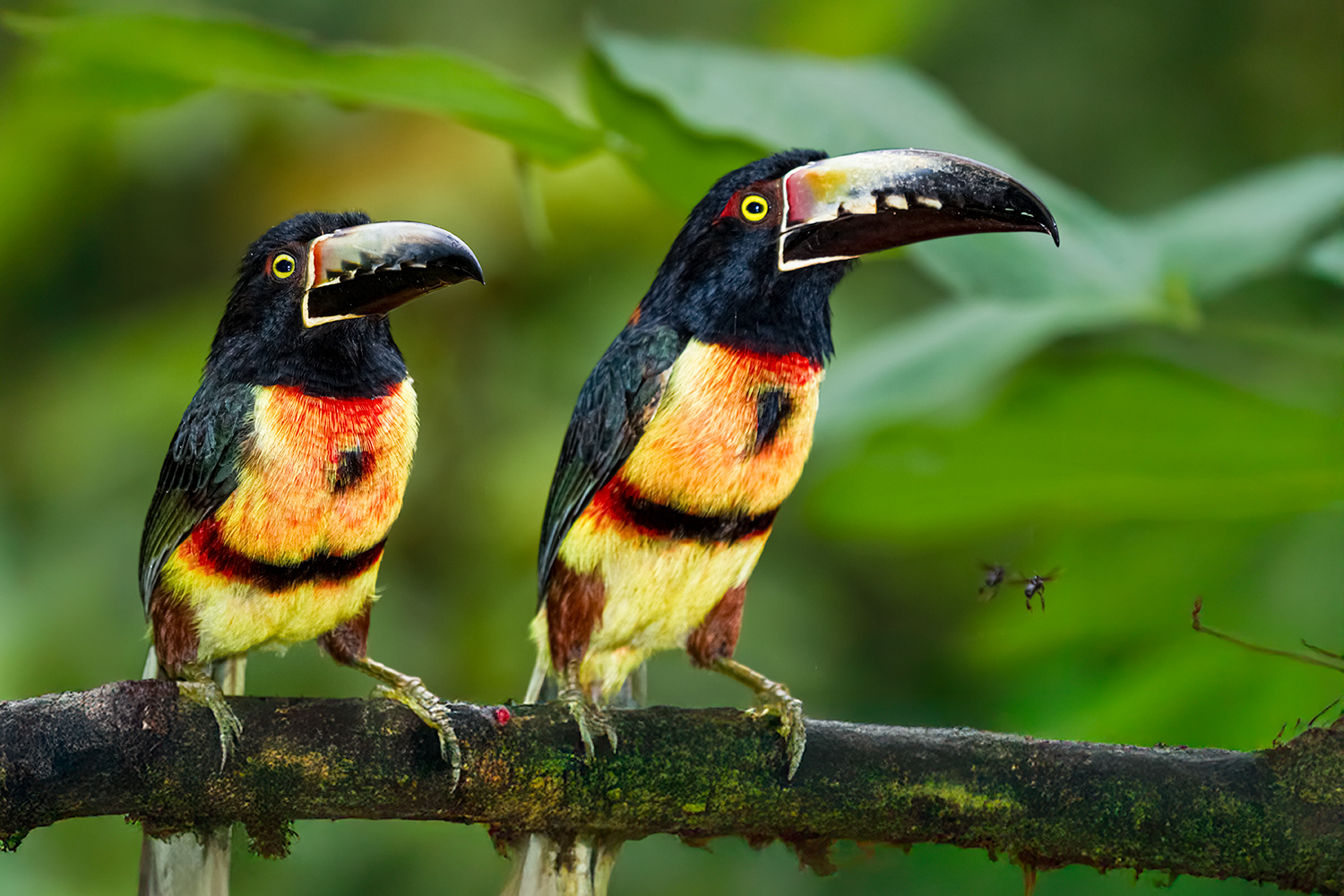 Fotoreise_Fotoworkshop_Costa_Rica051_