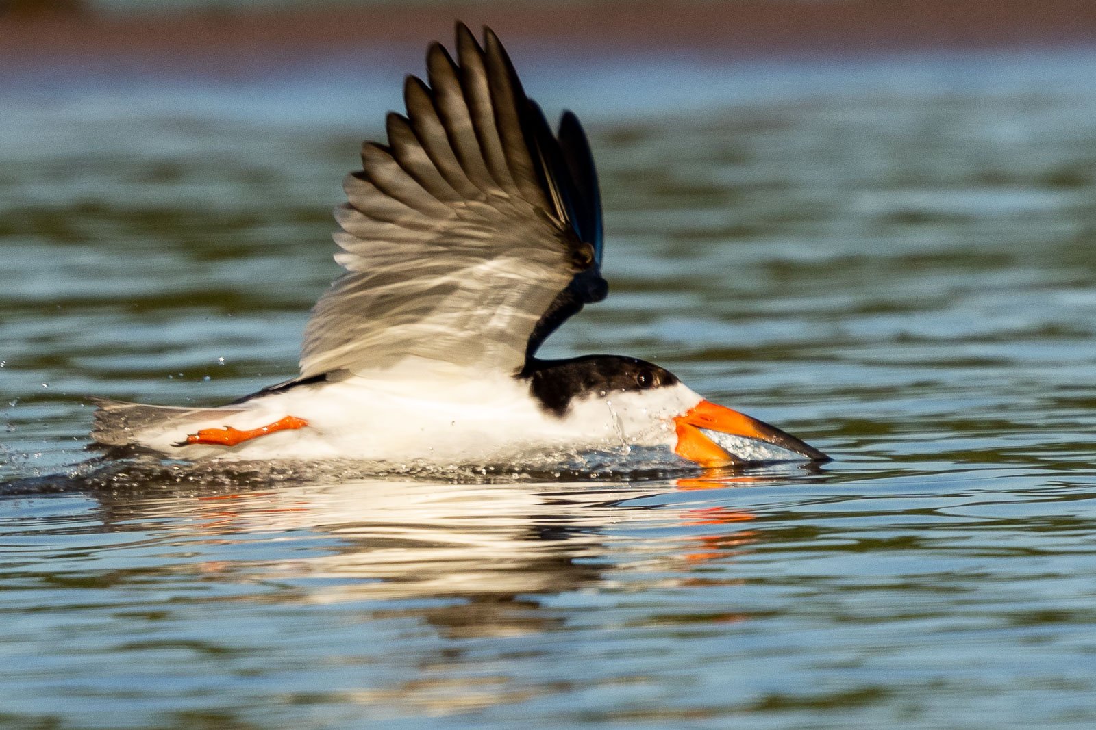 Fotoreise_Fotoworkshop_Costa_Rica052_