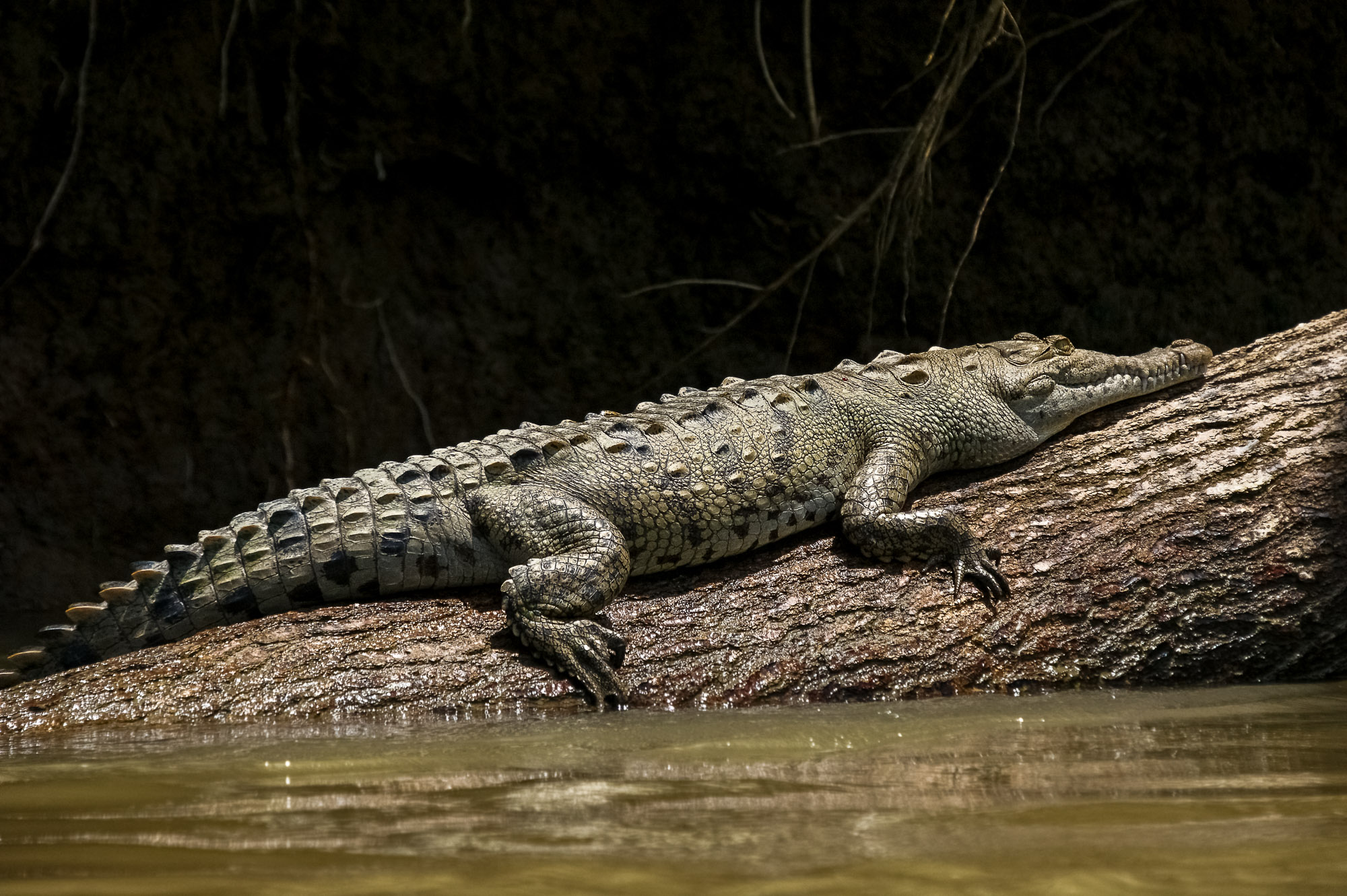 A big Crocodile (Crocodylus acutus) in Tortuguero National Park.