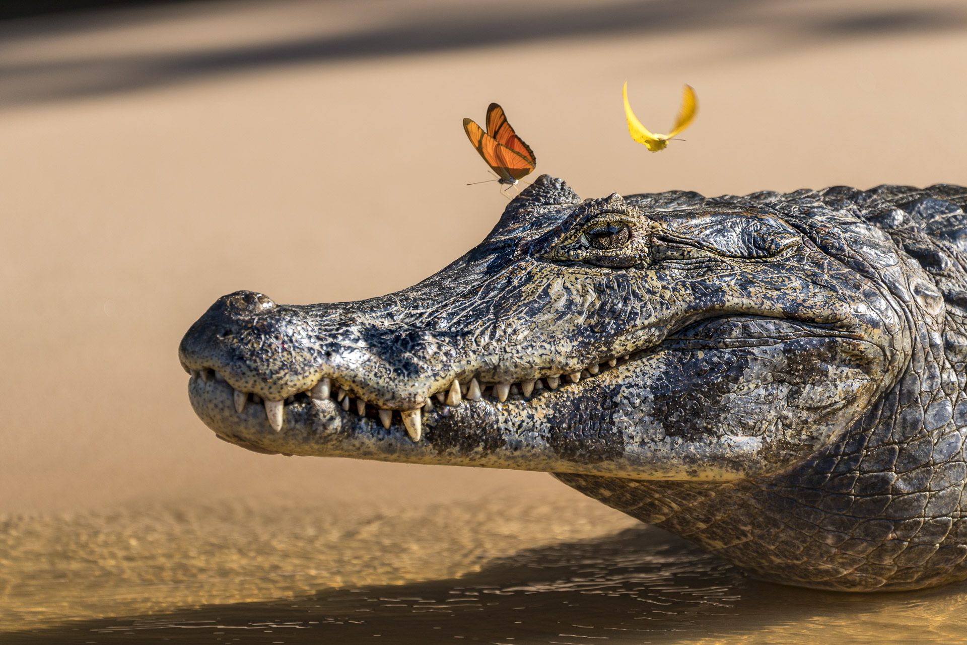 Fotoreise_Fotoworkshop_Costa_Rica056_