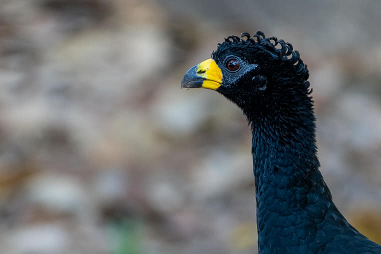 Fotoreise_Fotoworkshop_Costa_Rica059_