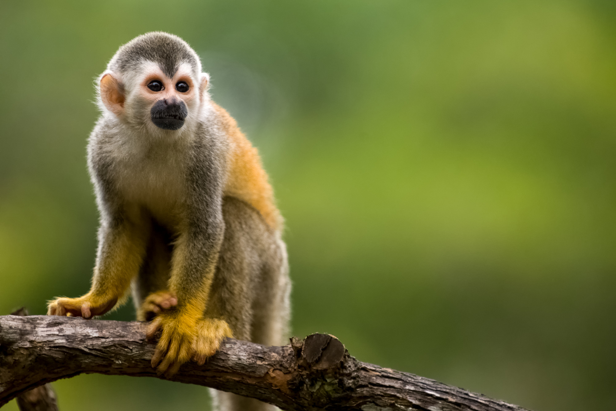 Squirrel monkey in a branch in Costa Rica