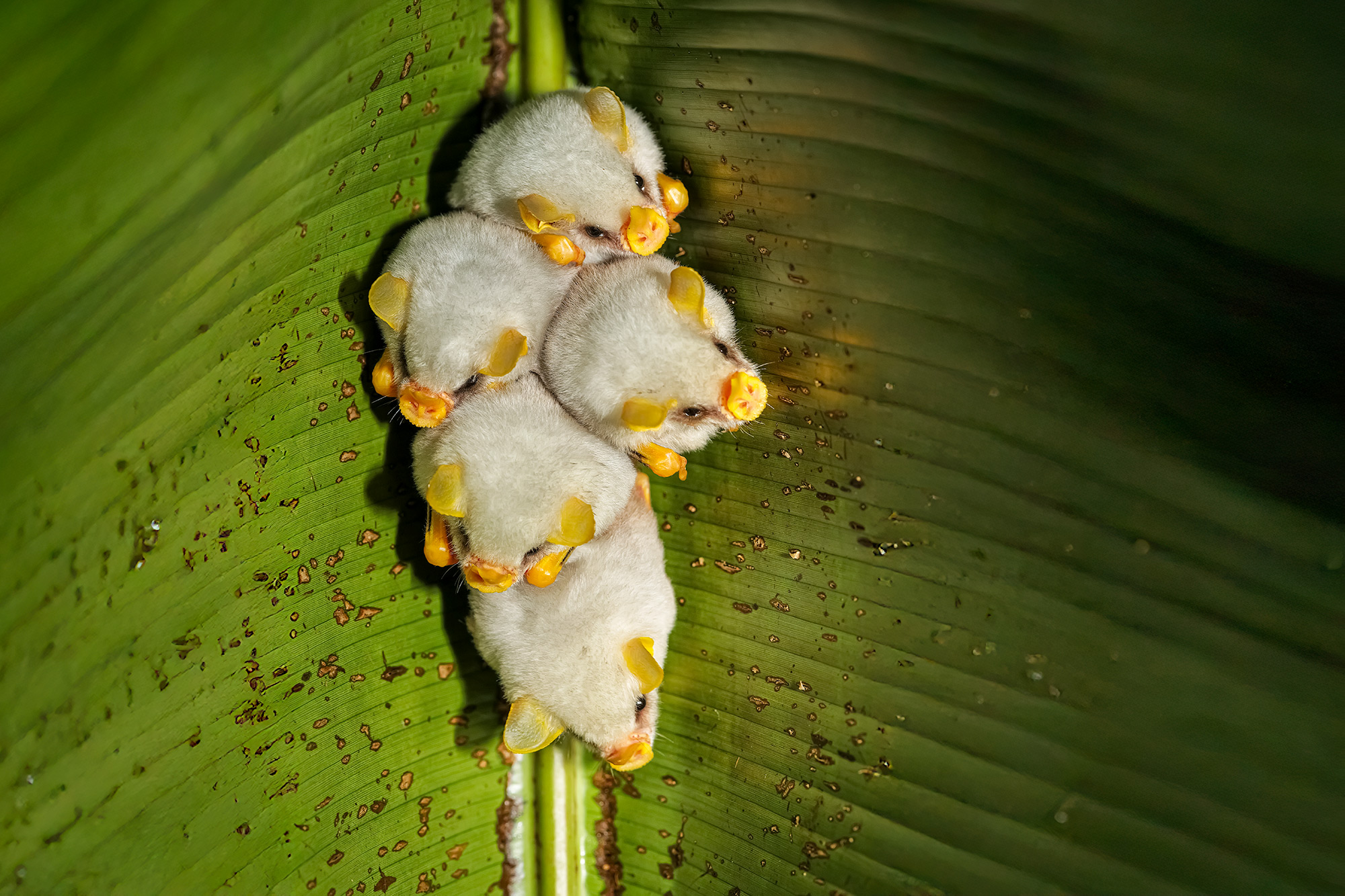 Fotoreise_Fotoworkshop_Costa_Rica067_