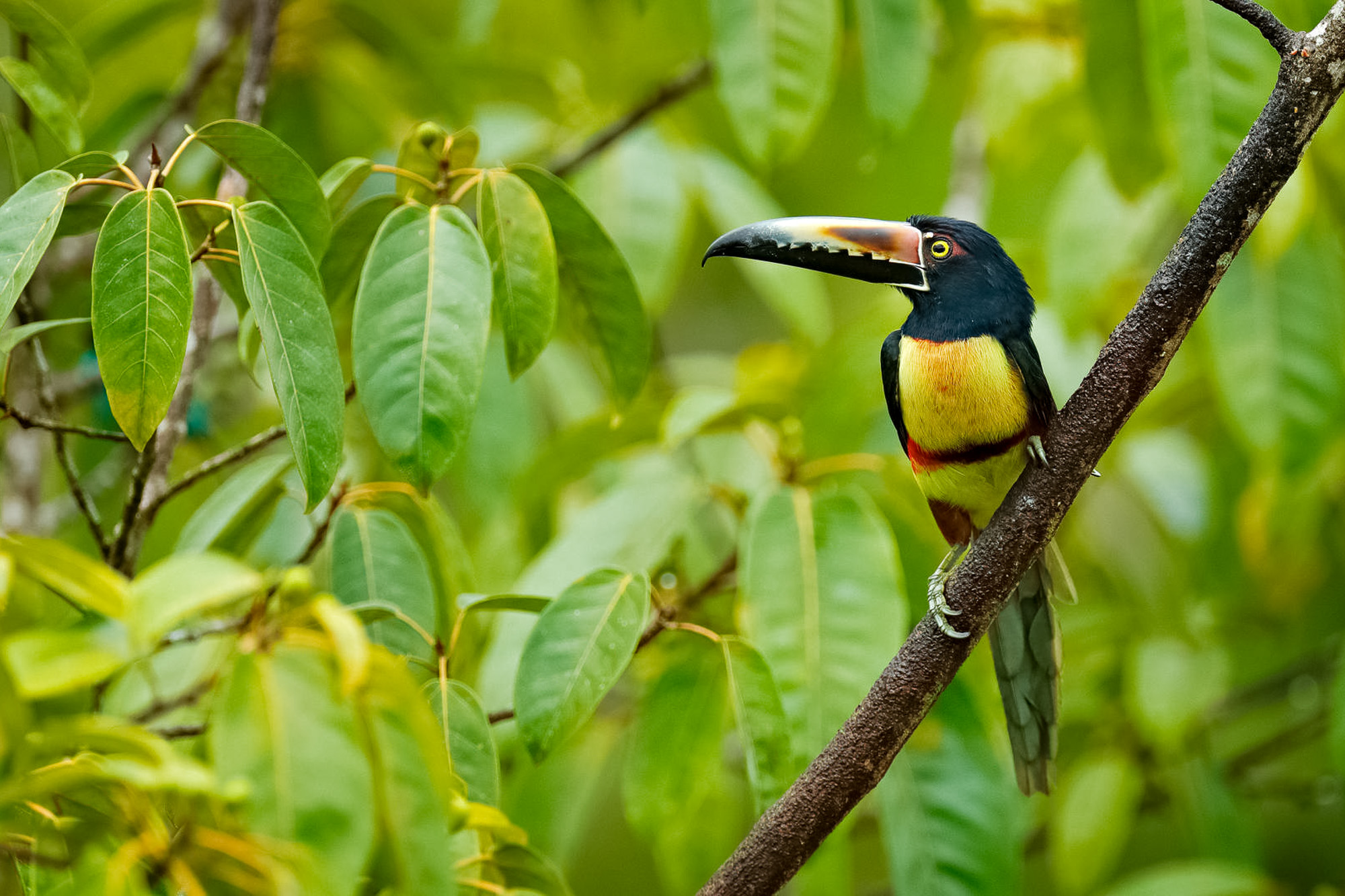 Fotoreise_Fotoworkshop_Costa_Rica071_