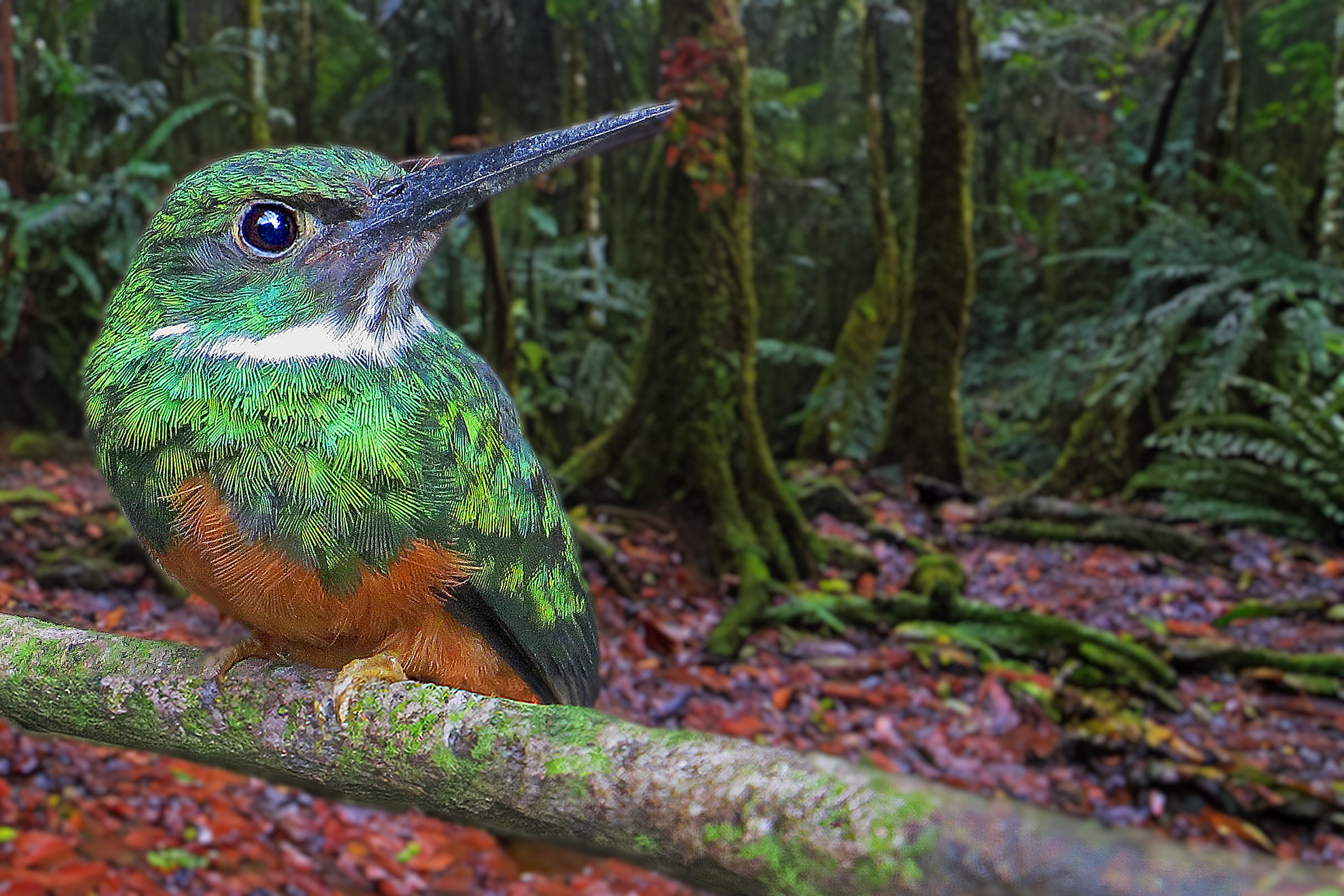 Fotoreise_Fotoworkshop_Costa_Rica078_