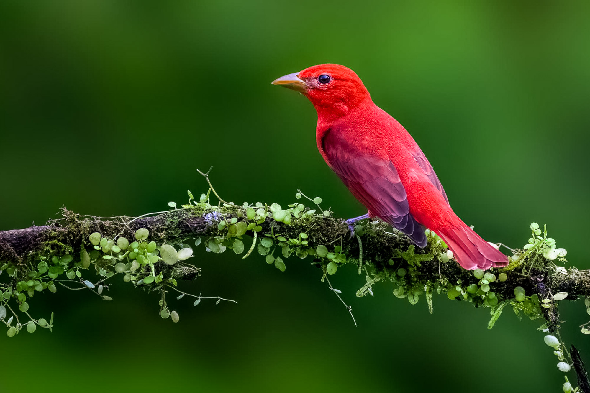 Fotoreise_Fotoworkshop_Costa_Rica080_