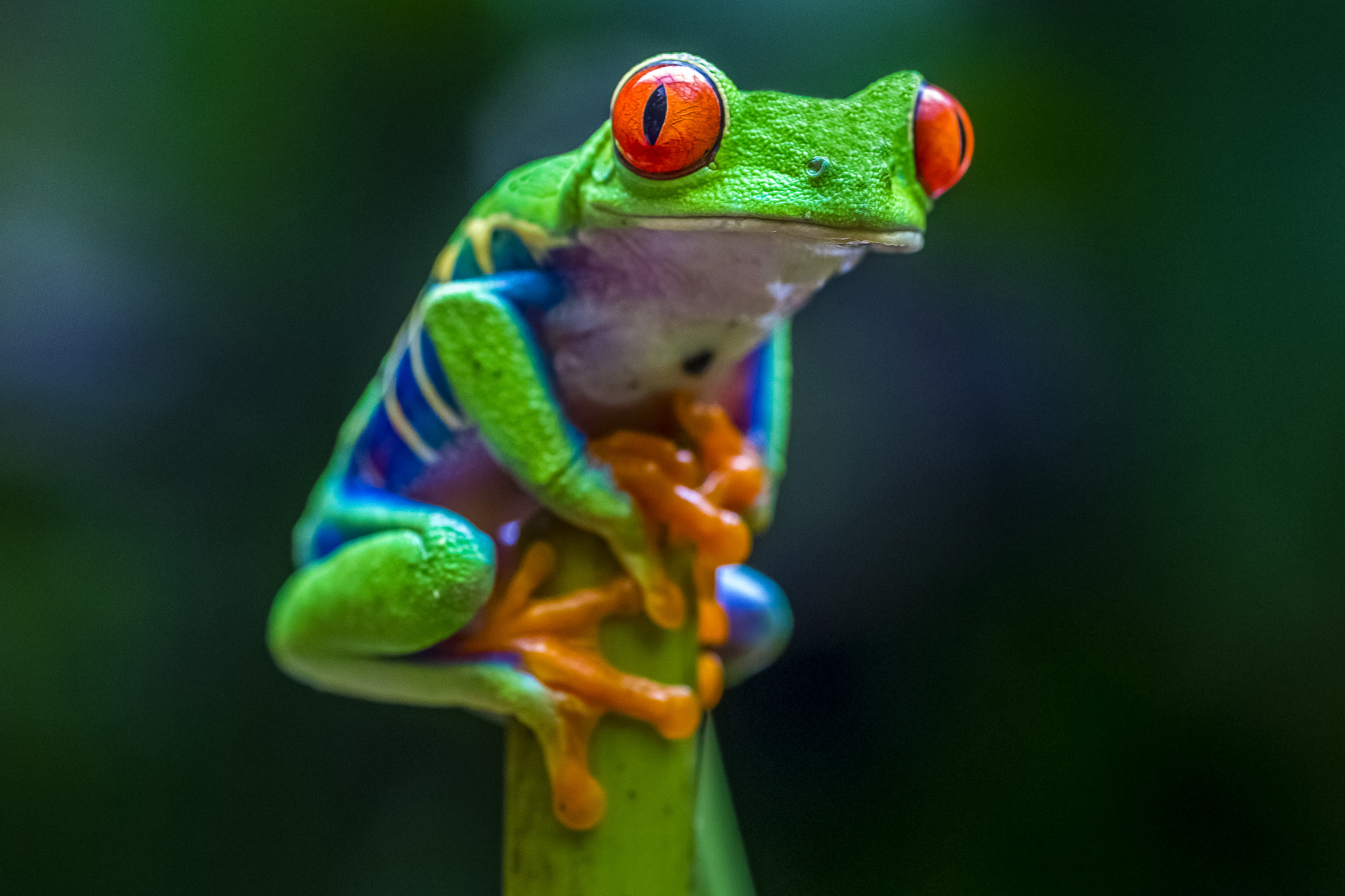 Red-Eyed Tree Frog in costa rican rain forest