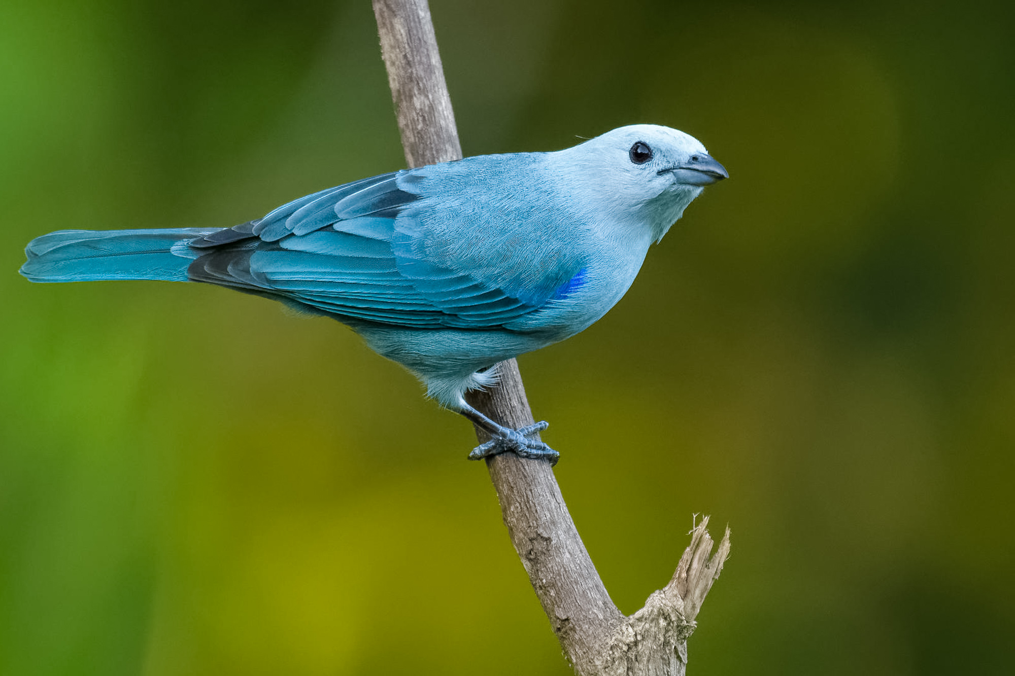 Fotoreise_Fotoworkshop_Costa_Rica084_
