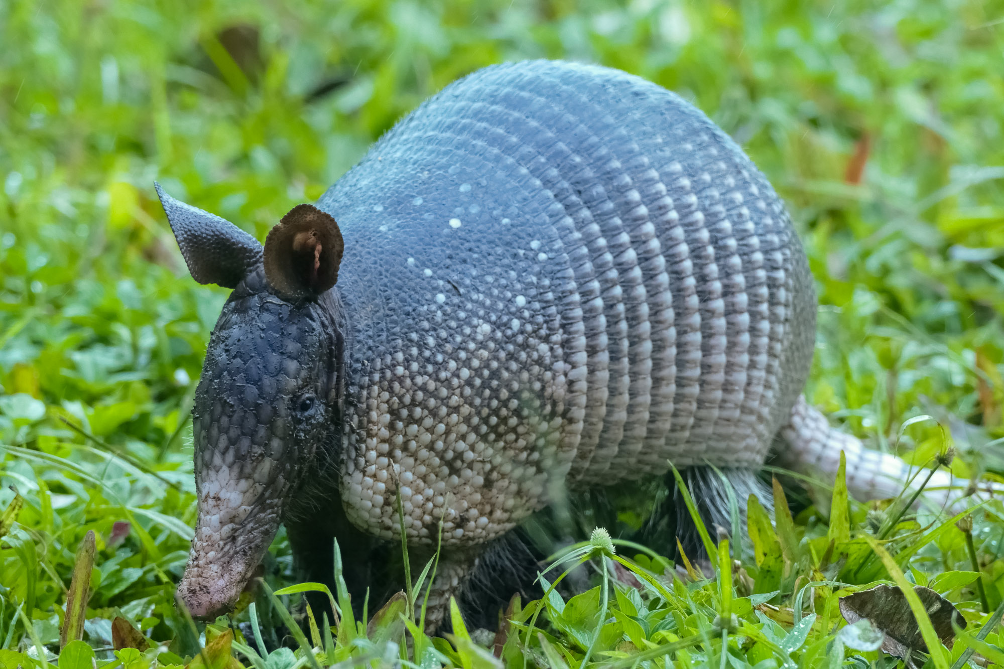 Nine-banded common armadillo Dasypus novemcinctus foraging in search for food on the grass of a verdant mountain meadow in Curi Cancha Nature Reserve - Puntarenas Province in Costa Rica
