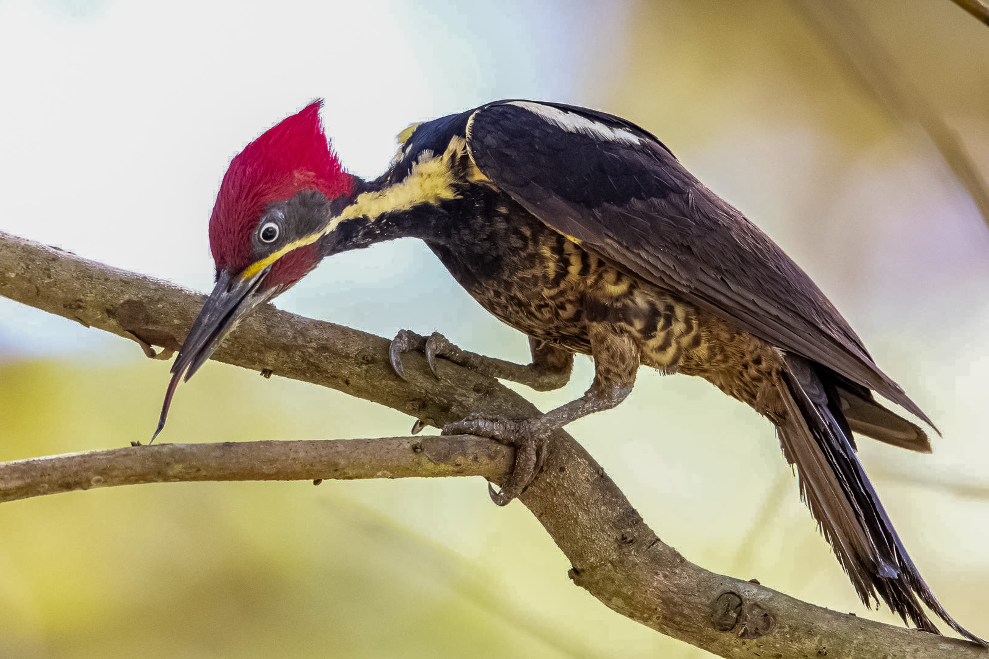 Fotoreise_Fotoworkshop_Costa_Rica091_