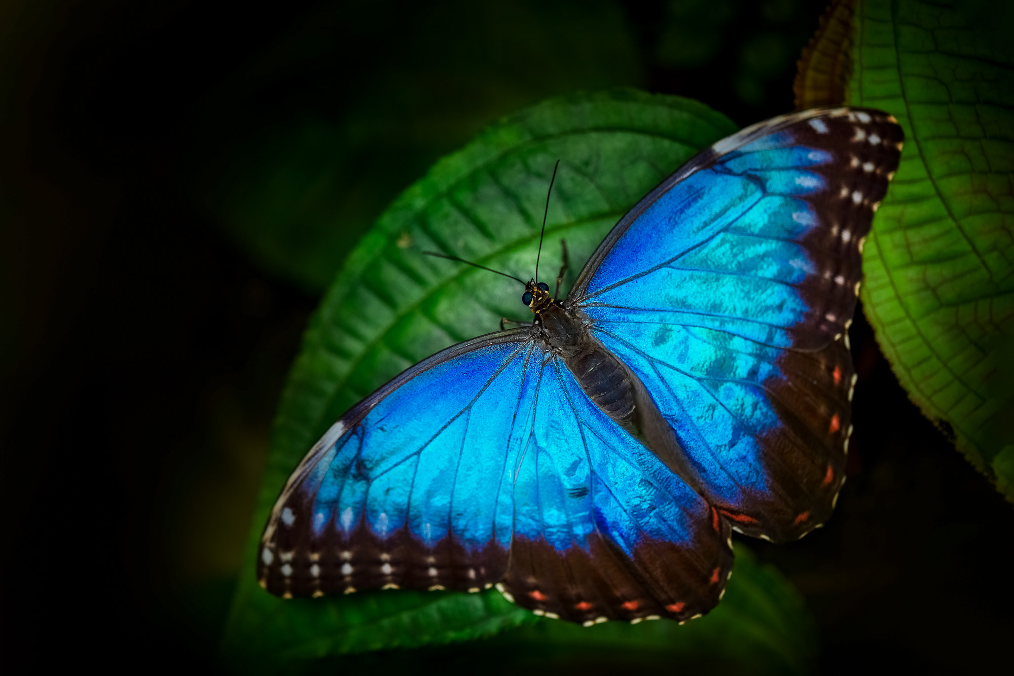 Blue Morpho, Morpho peleides, butterfly sitting on the green leave in the nature habitat. Big butterfly in tropic forest, Costa Rica wildlife. Beautiful insect in gree jugle vegetation.