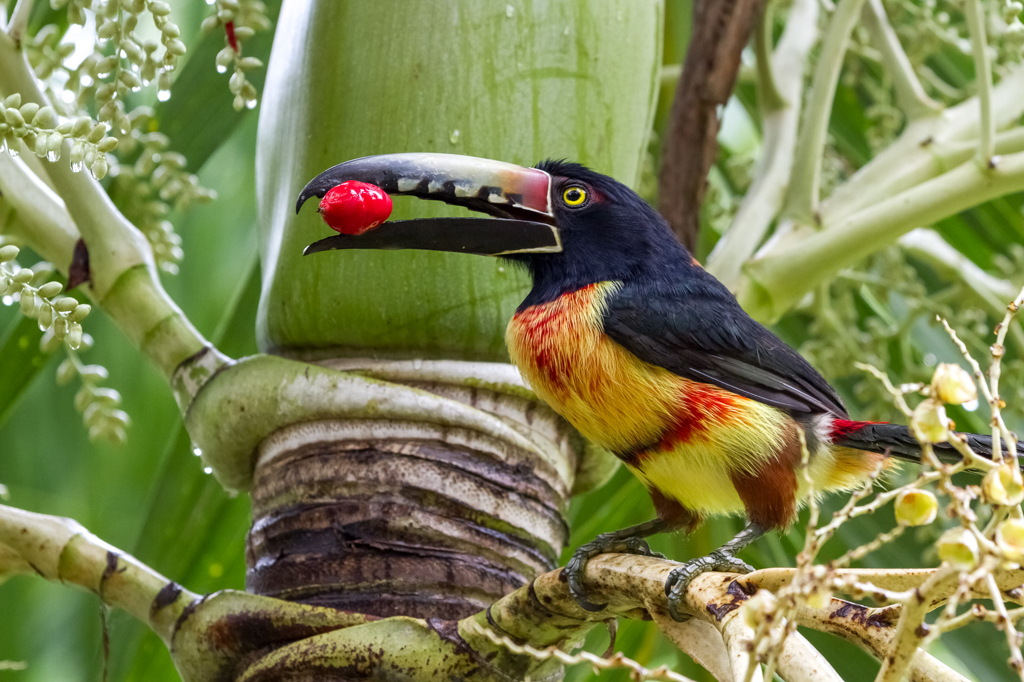closeup of an Aracari toucan in the rain forest of belize