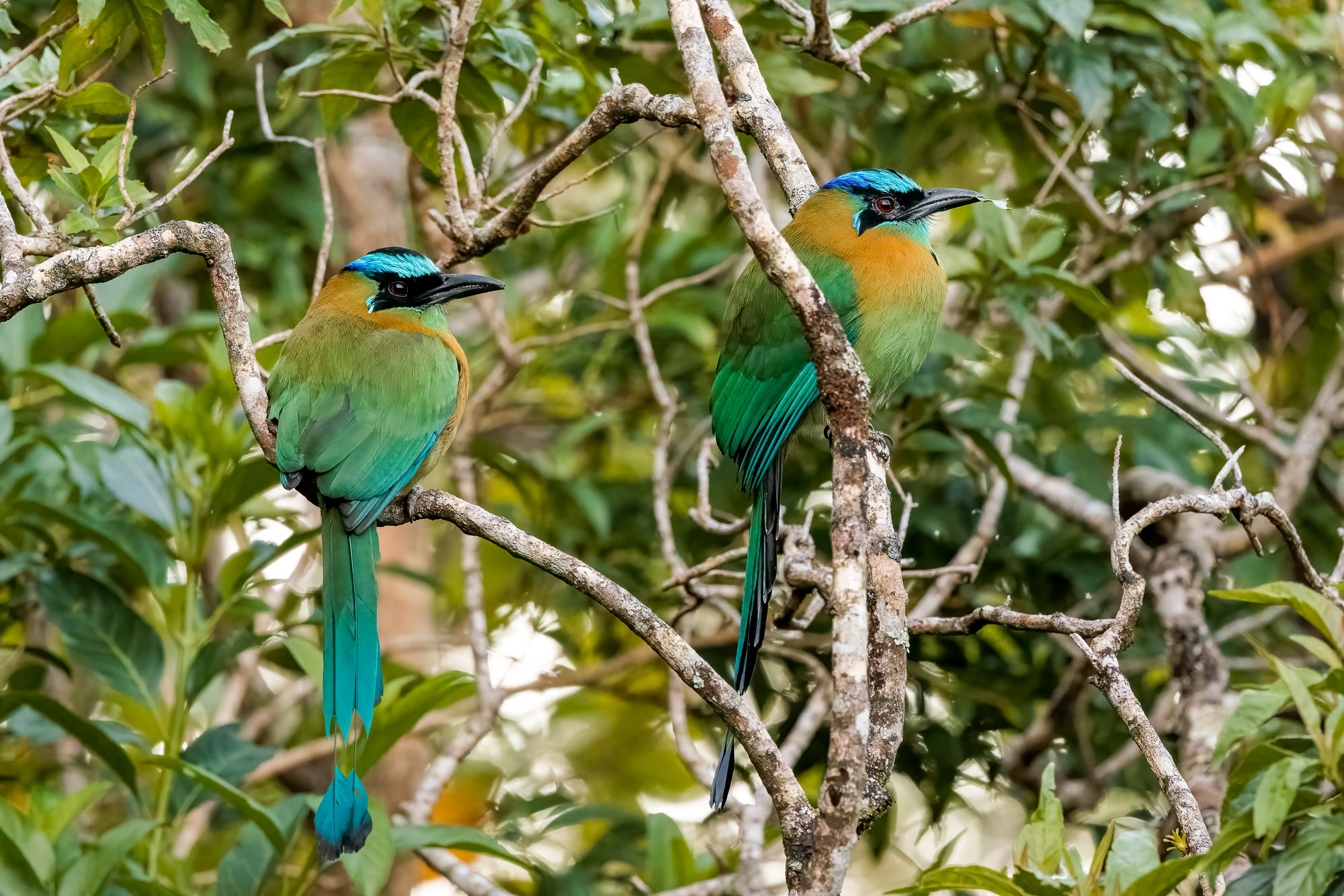 Couple of beautiful Lesson's motmots perched near Santa Elena, Costa Rica