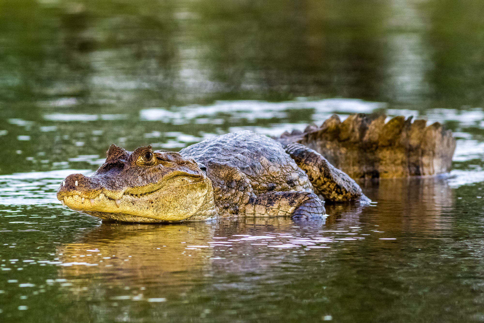 Spectacled Caiman, White Caiman, Common Caiman, Caiman crocodilus, Cano Negro Wildlife Reserve, Arenal Volcano, Costa Rica