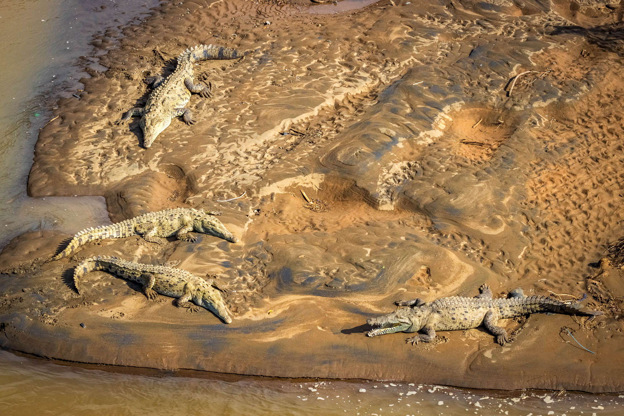 Crocodiles in Tarcoles bridge (Costa Rica)