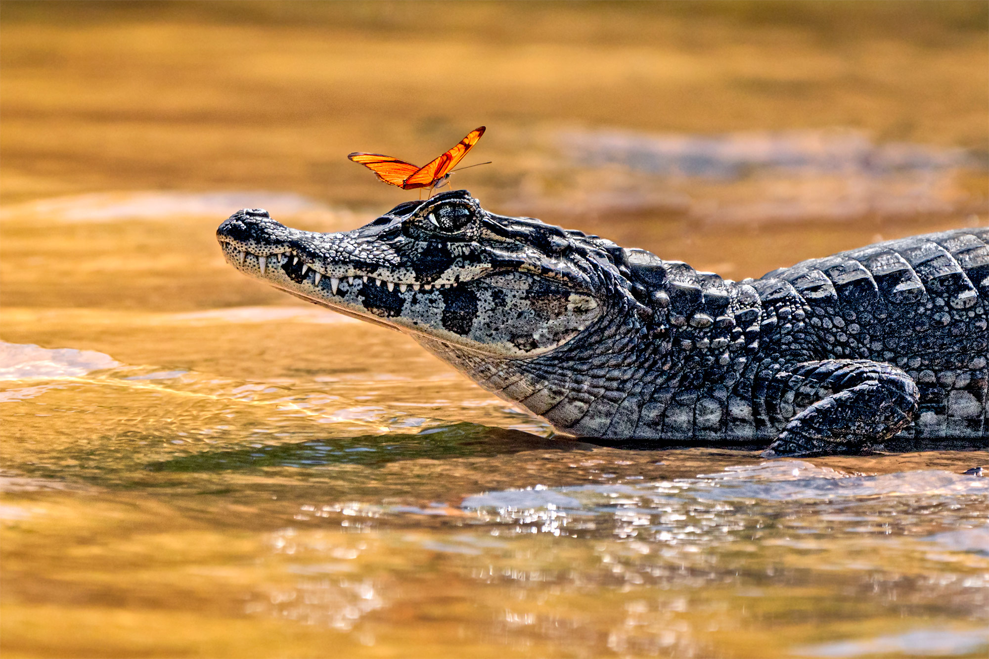 Fotoreise_Fotoworkshop_Costa_Rica111_