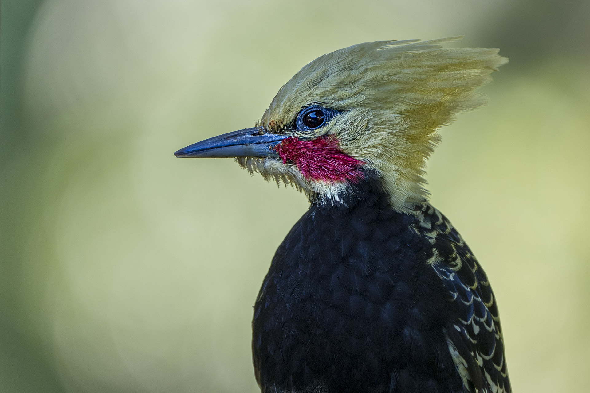 Fotoreise_Fotoworkshop_Costa_Rica118_