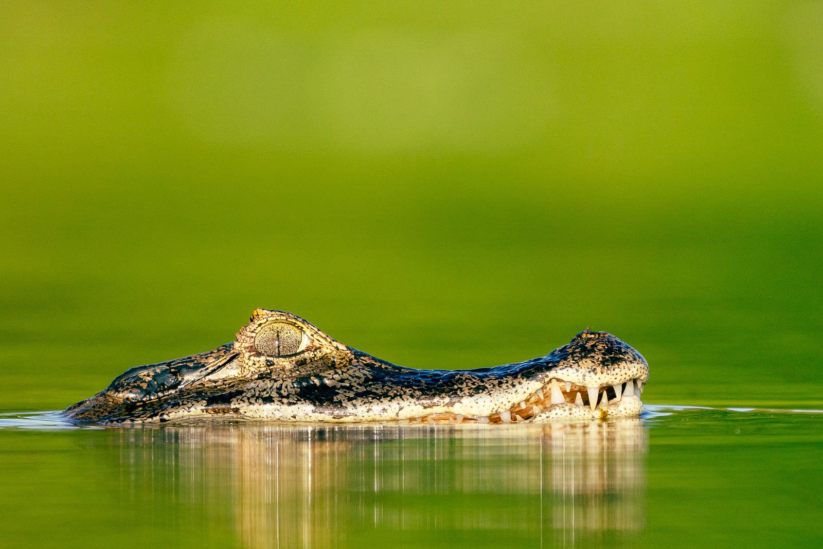 Fotoreise_Fotoworkshop_Costa_Rica121_