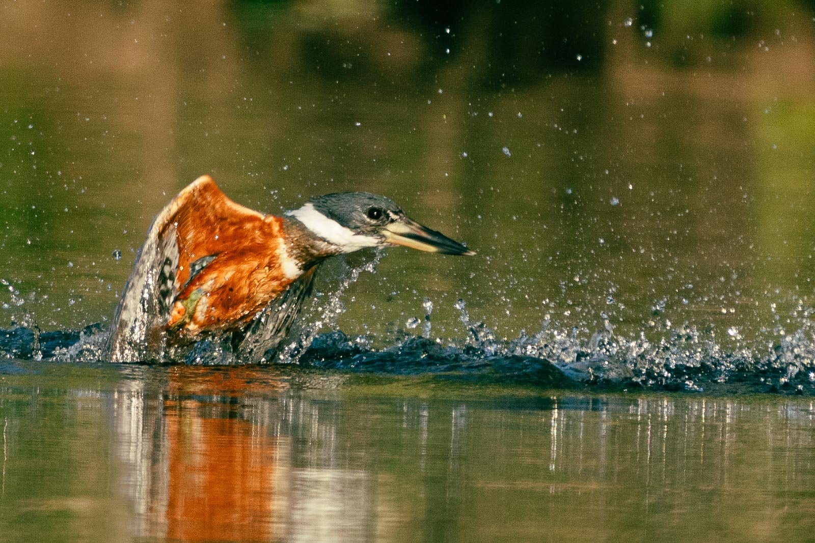 Fotoreise_Fotoworkshop_Costa_Rica122_